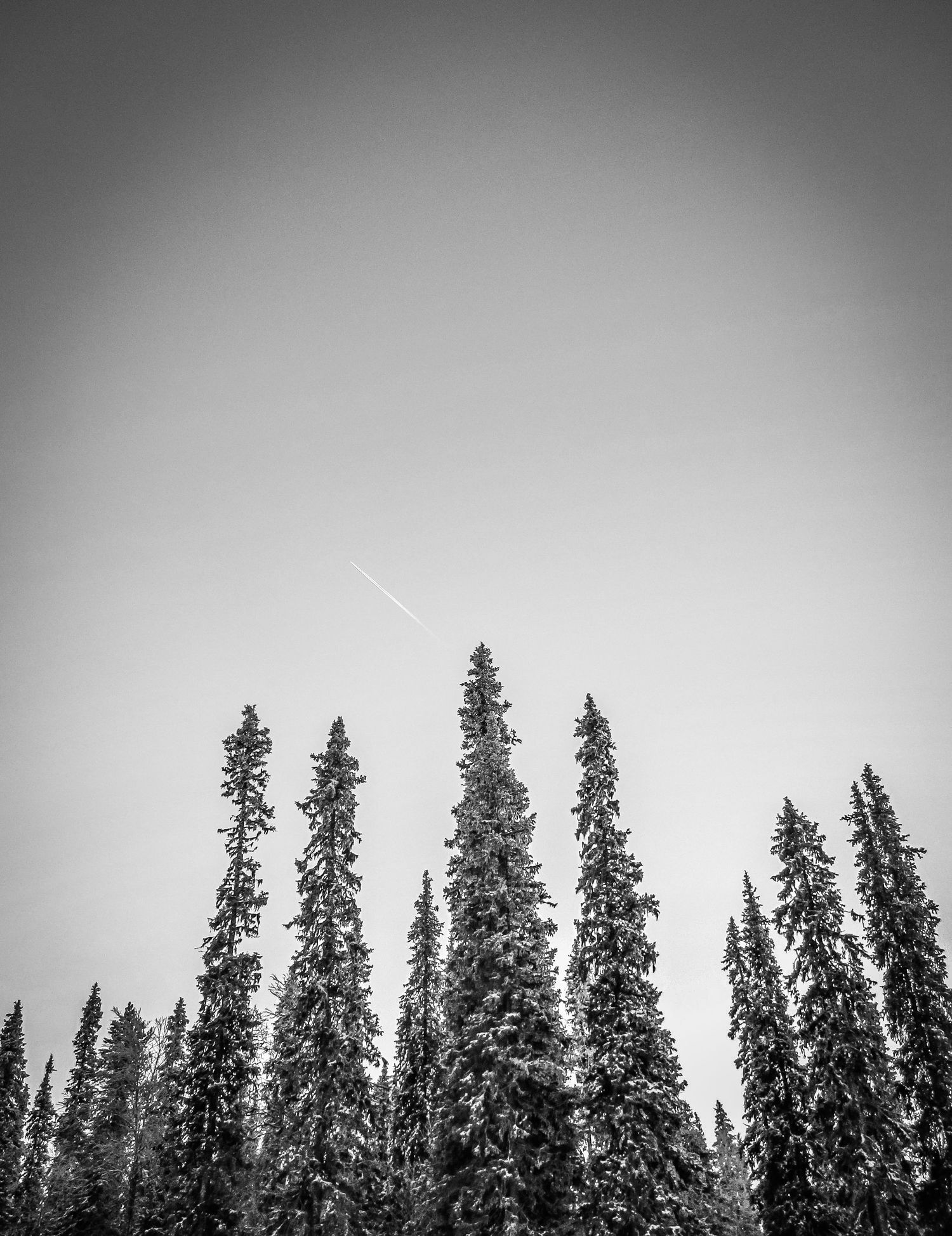 Silhouetted pine trees against grey sky in minimalist black and white photography.