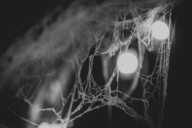 Ethereal spider webs illuminated against dark background with bokeh light effects.