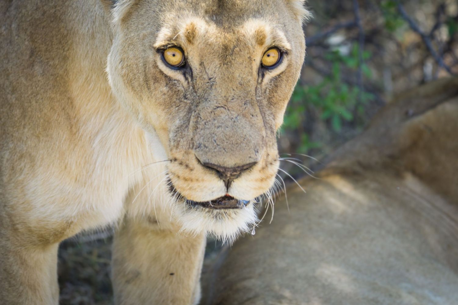 Close-up of a majestic lion's face showing intense yellow eyes and detailed fur.