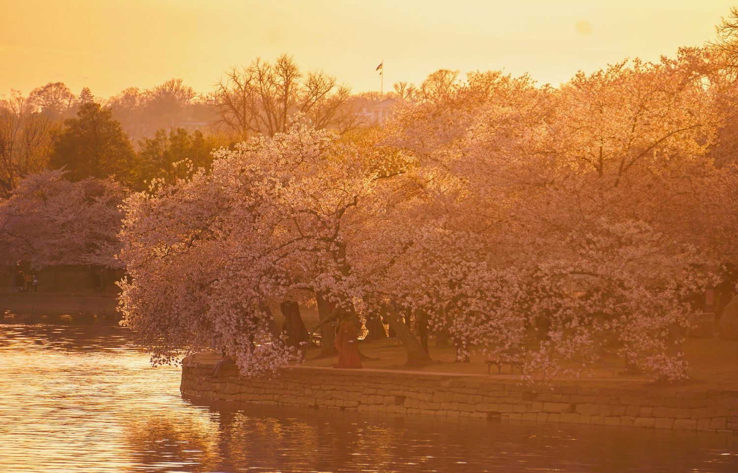 Cherry blossom trees glowing in golden sunset light along a the tidal basin.