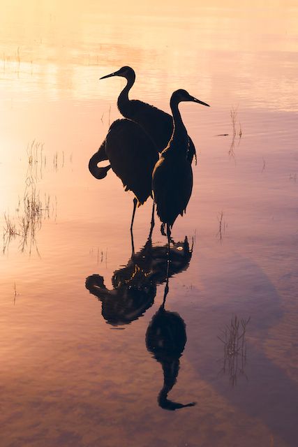 Silhouettes of sandhill cranes reflected in calm water during sunset.
