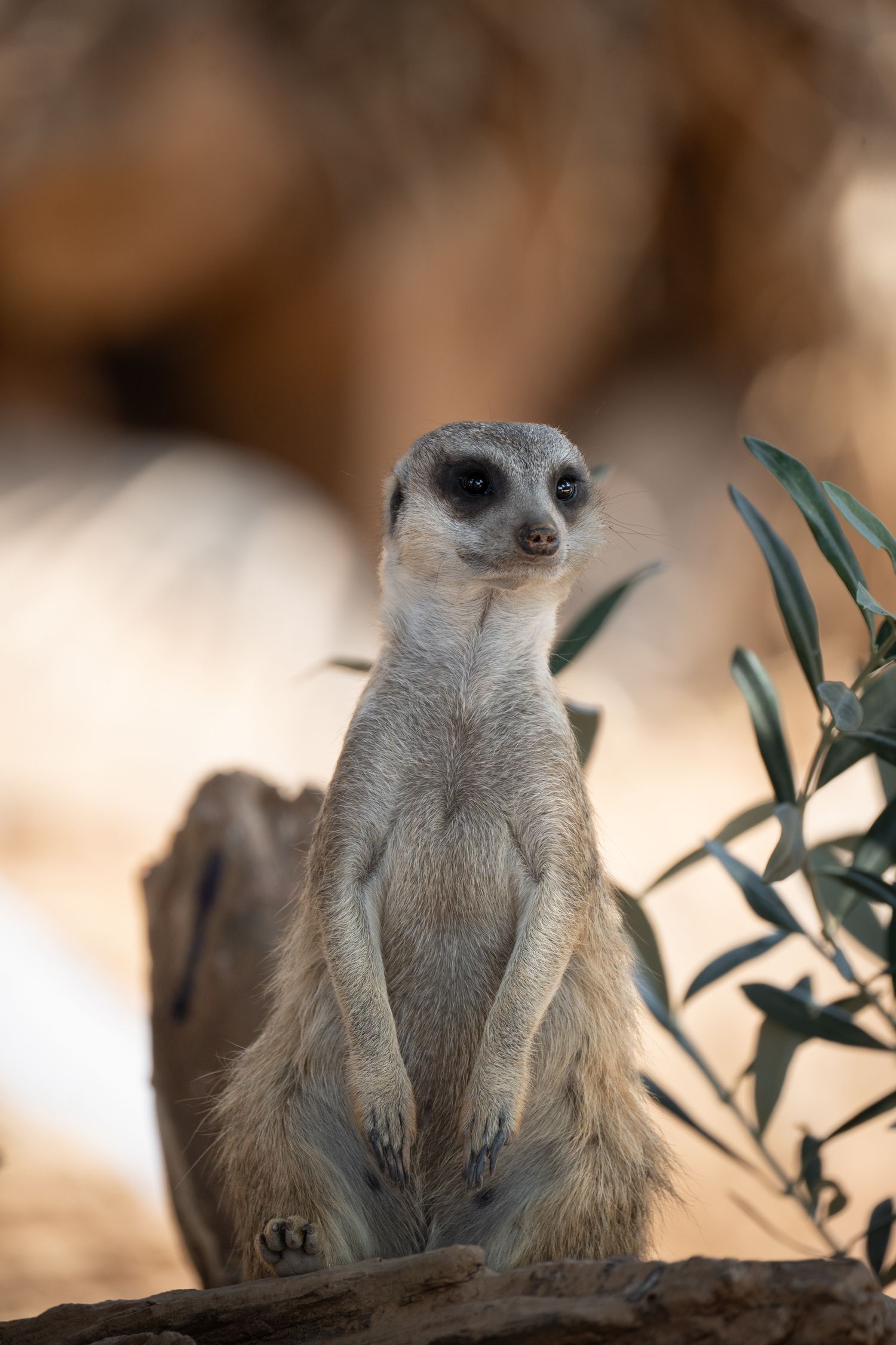 Alert meerkat stands guard among desert vegetation.
