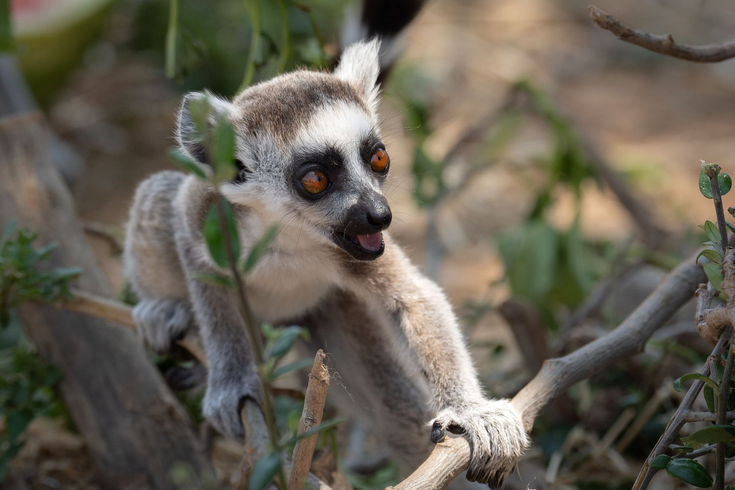Close-up of a ring-tailed lemur with bright orange eyes perched on a branch.