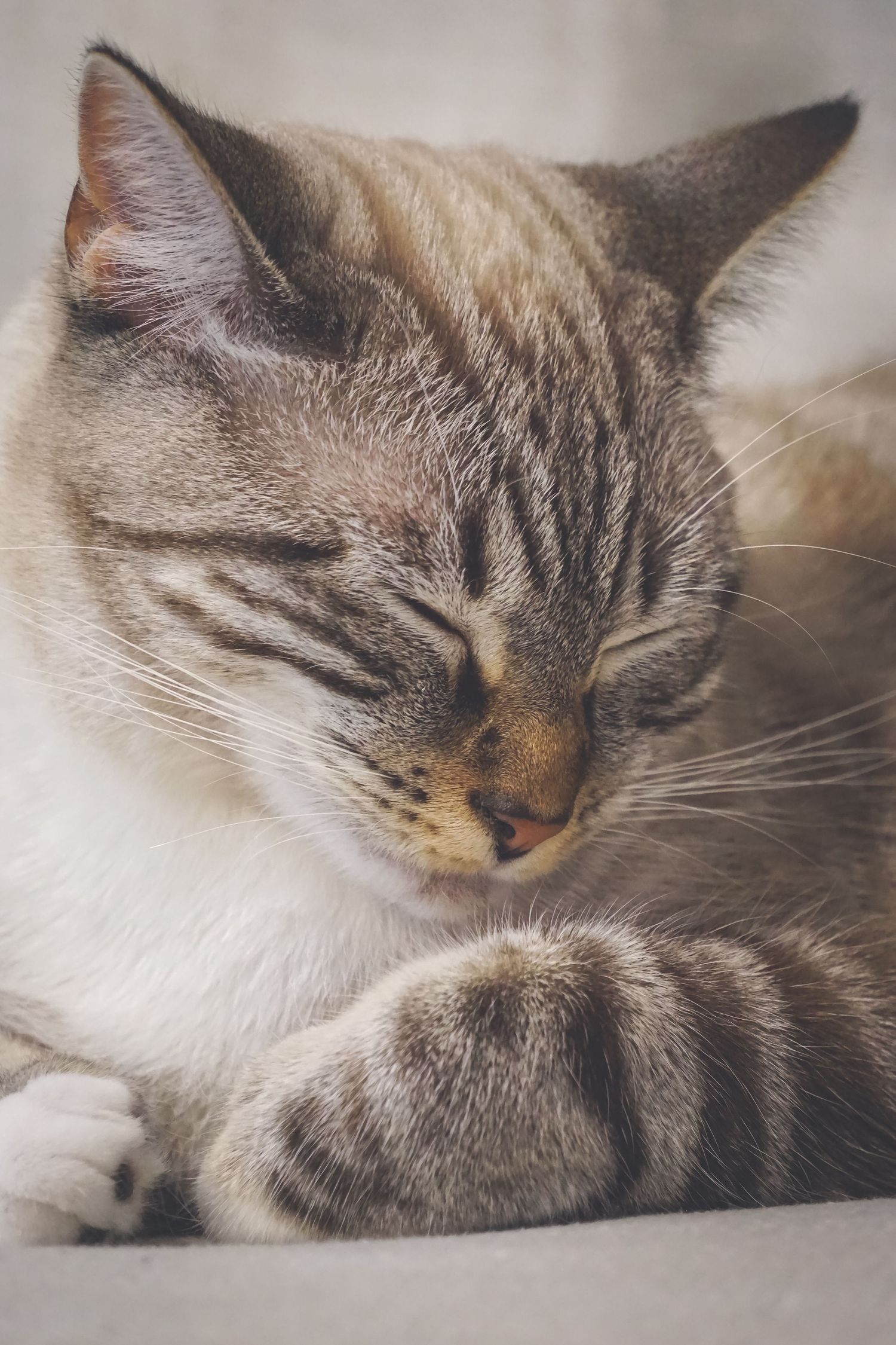 Close-up of a sleeping tabby cat showing peaceful expression.