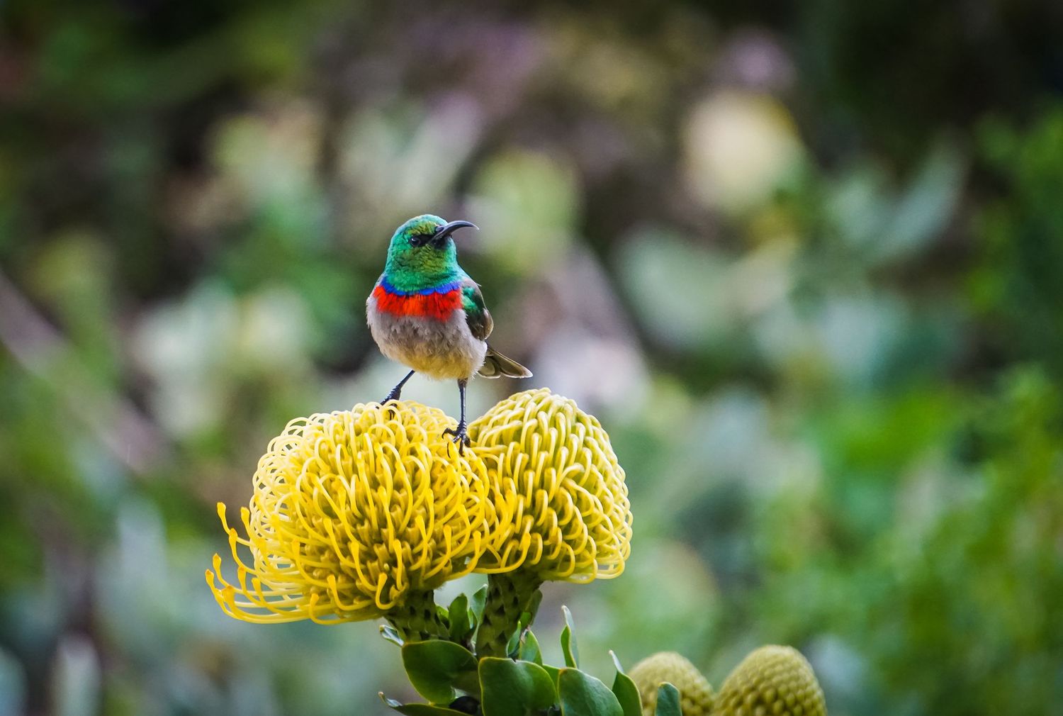 Colorful sunbirds perched on vibrant yellow pincushion protea flowers.