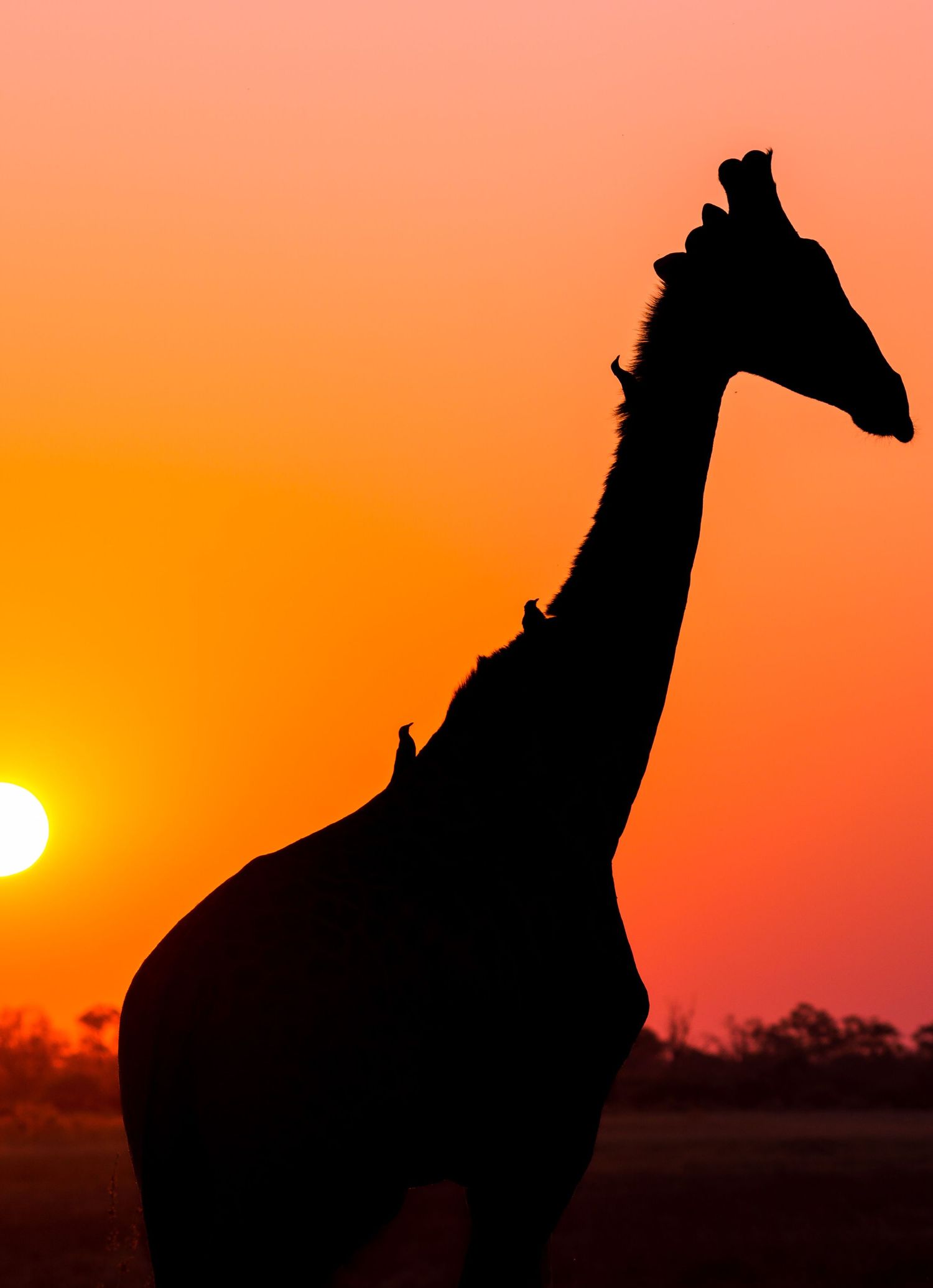 Silhouette of a giraffe against dramatic orange sunset sky.