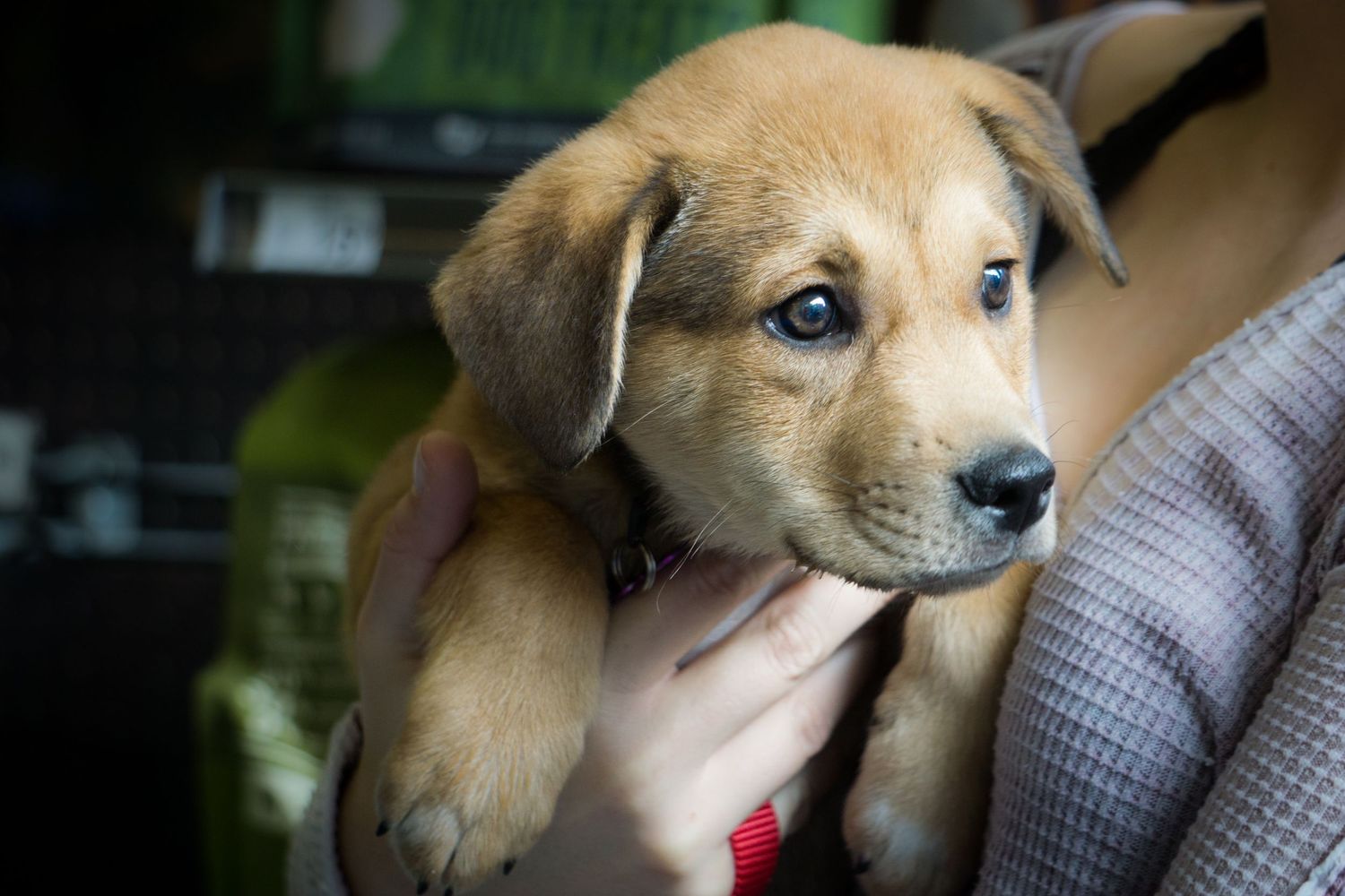 Small tan puppy with floppy ears gazes at camera with curious expression.