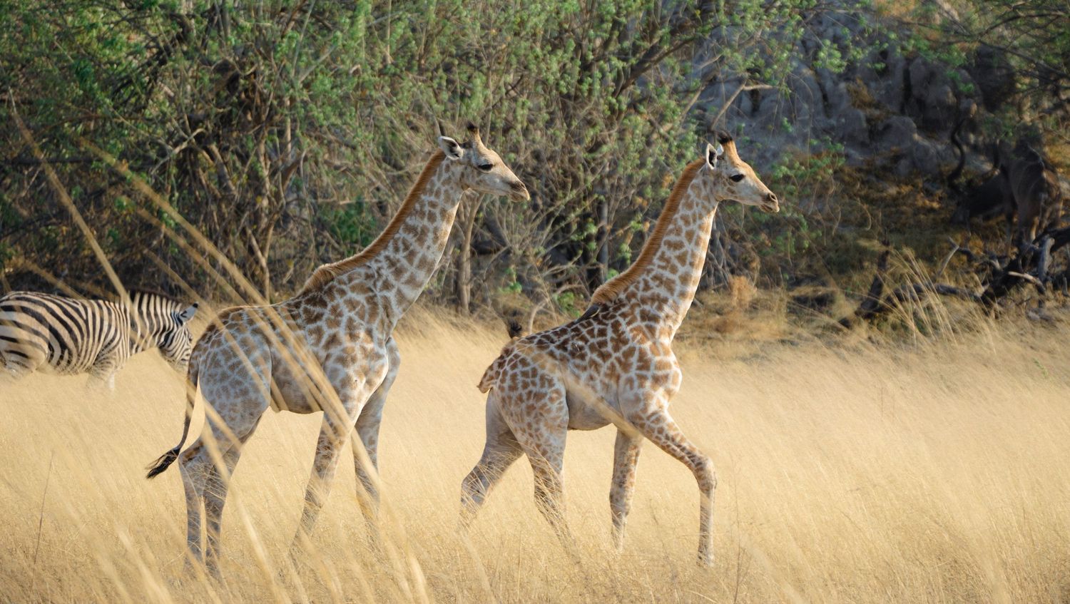 giraffes roam across a grassy savanna landscape.
