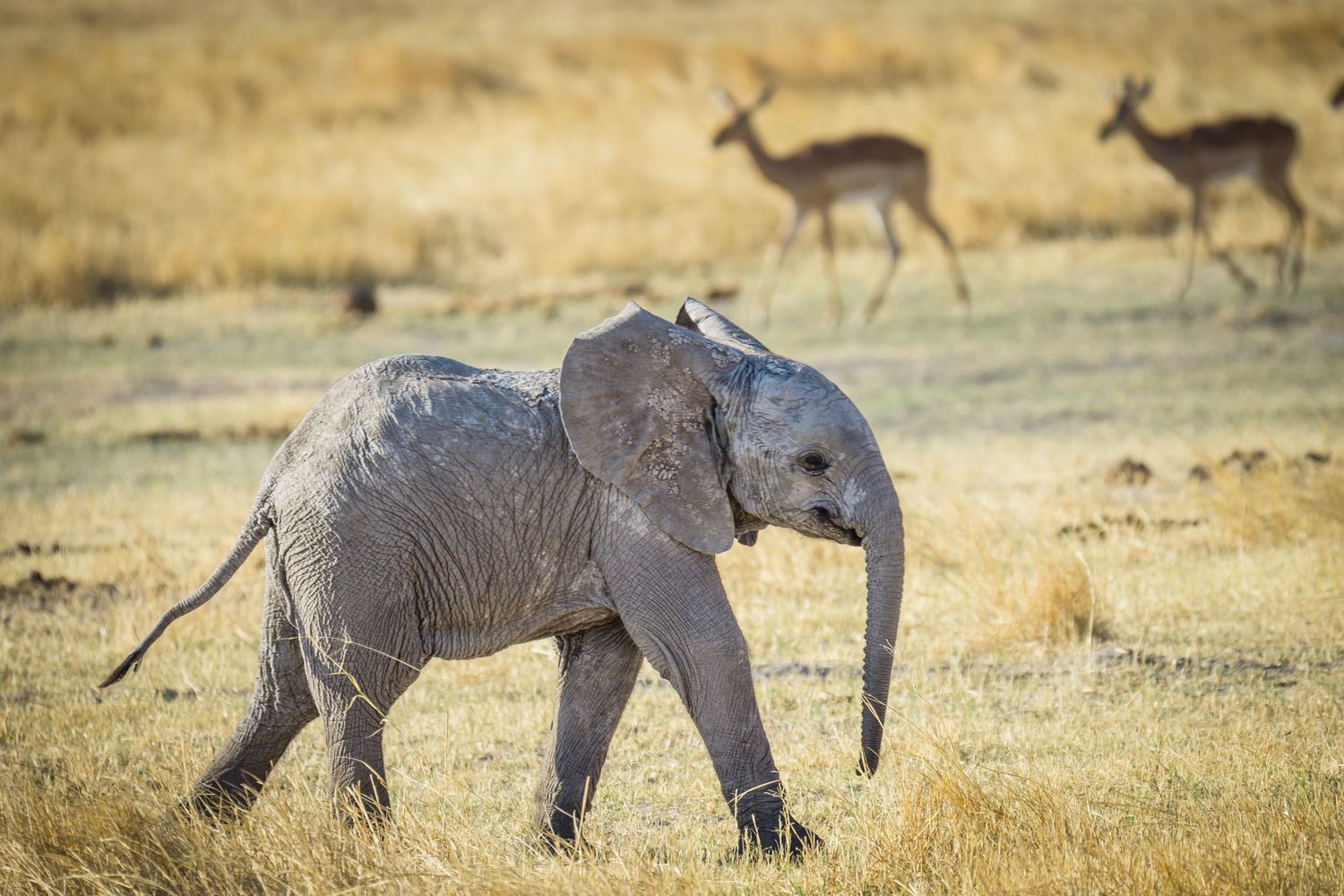 Young elephant calf walking through savanna with gazelles in the background.