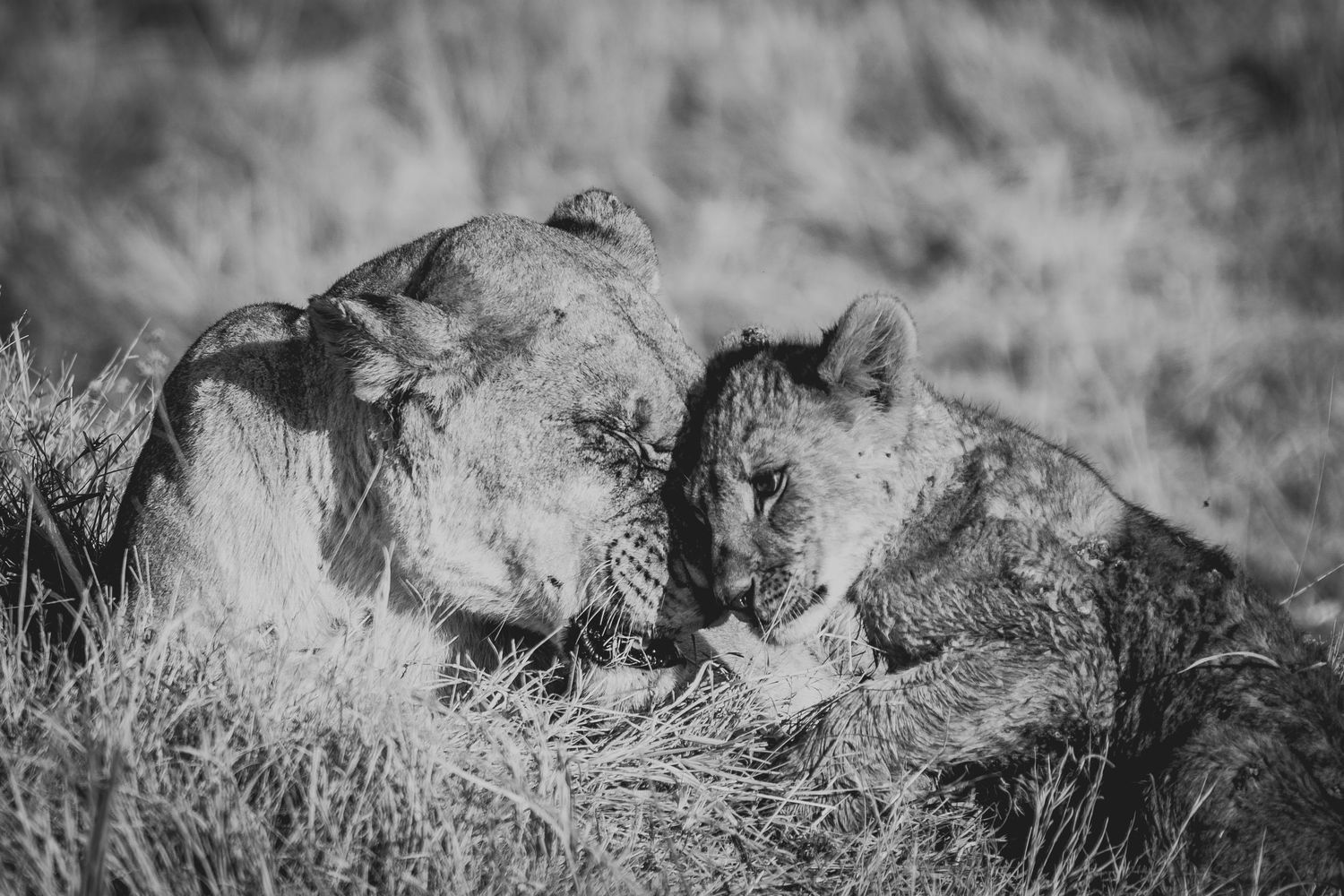Black and white portrait of baby lion nuzzling its mother