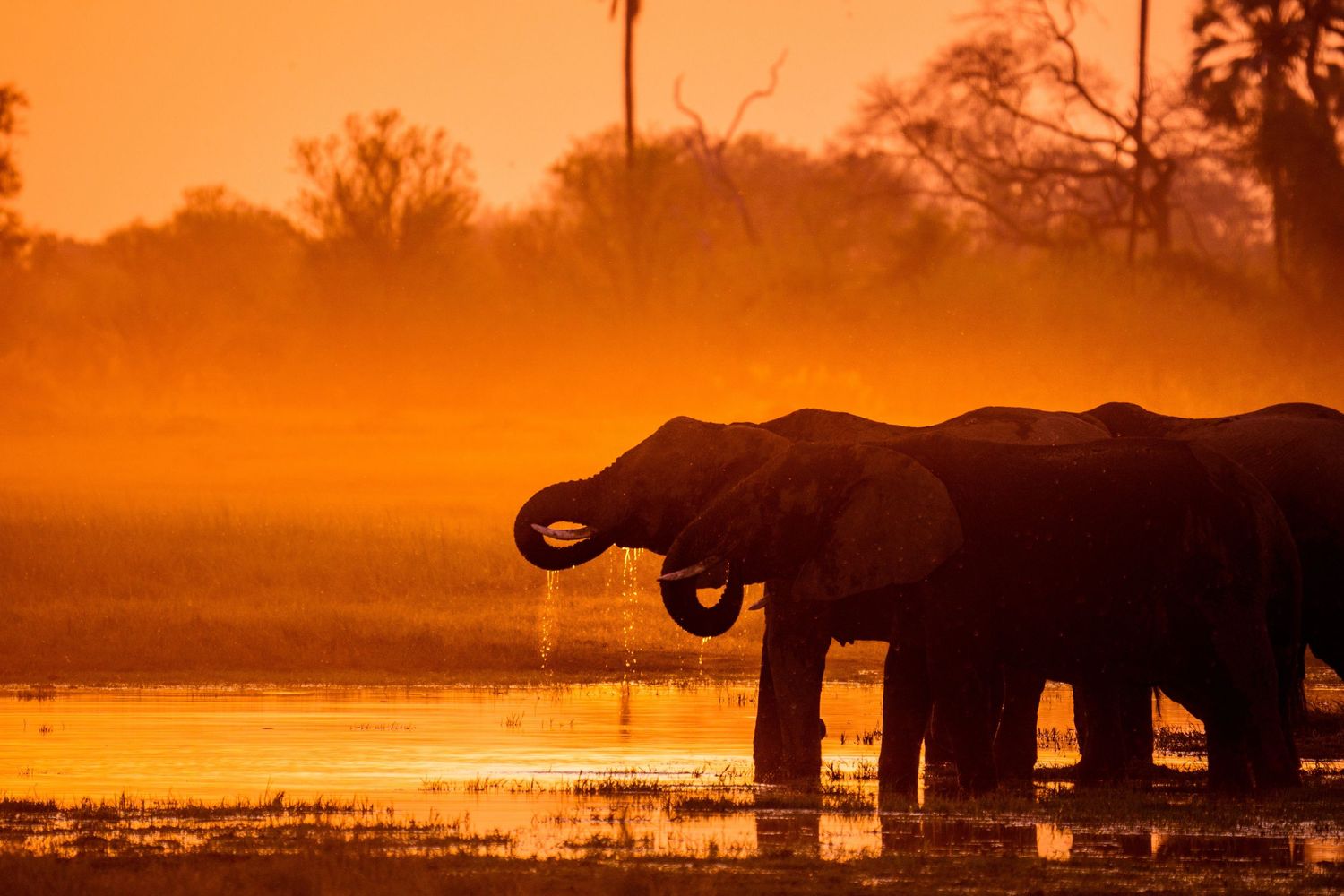 Silhouettes of elephants against vibrant orange African sunset.