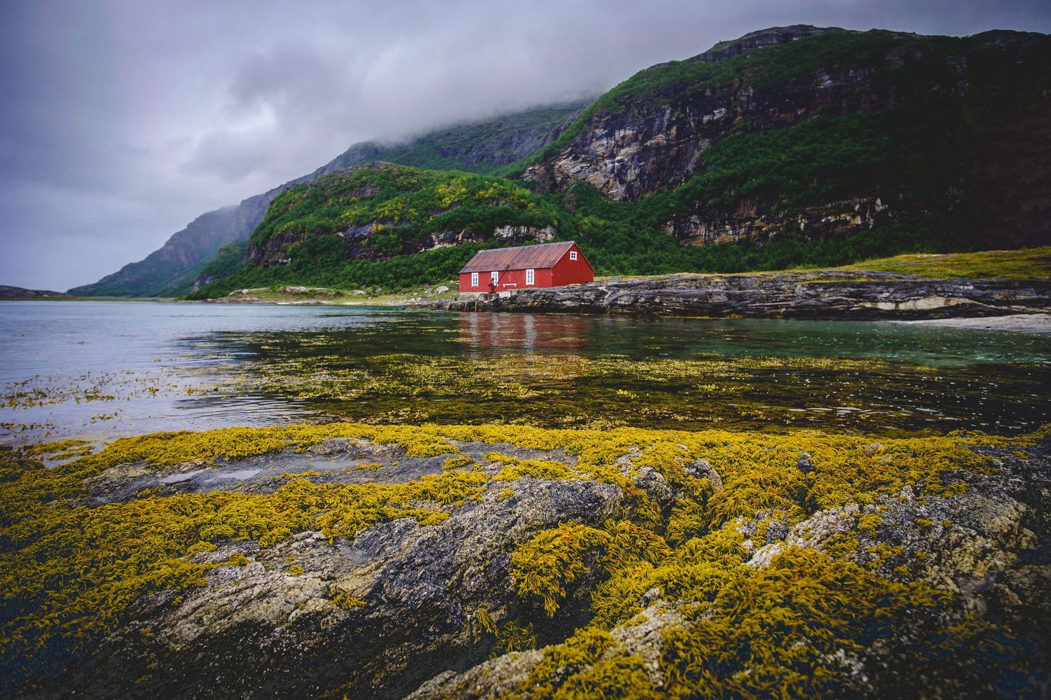 Remote coastal landscape with yellow wildflowers and red building nestled among misty mountains.