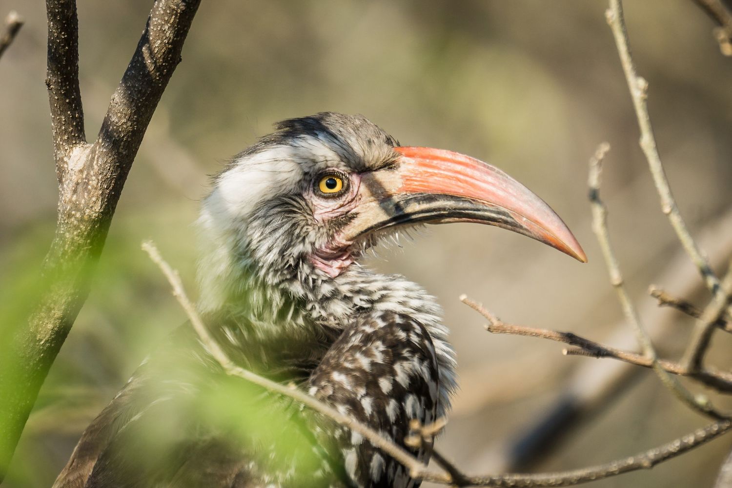 Close-up sequence of a hornbill bird's distinctive beak and facial features against a blurred background.