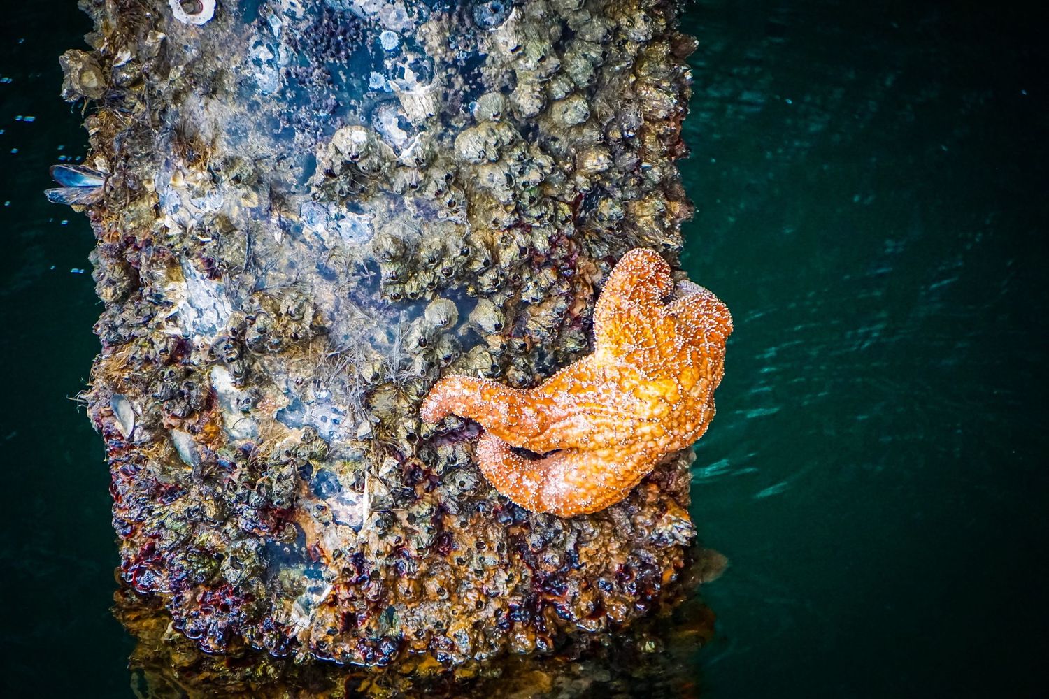 Barnacles on a pier post with orange starfish.