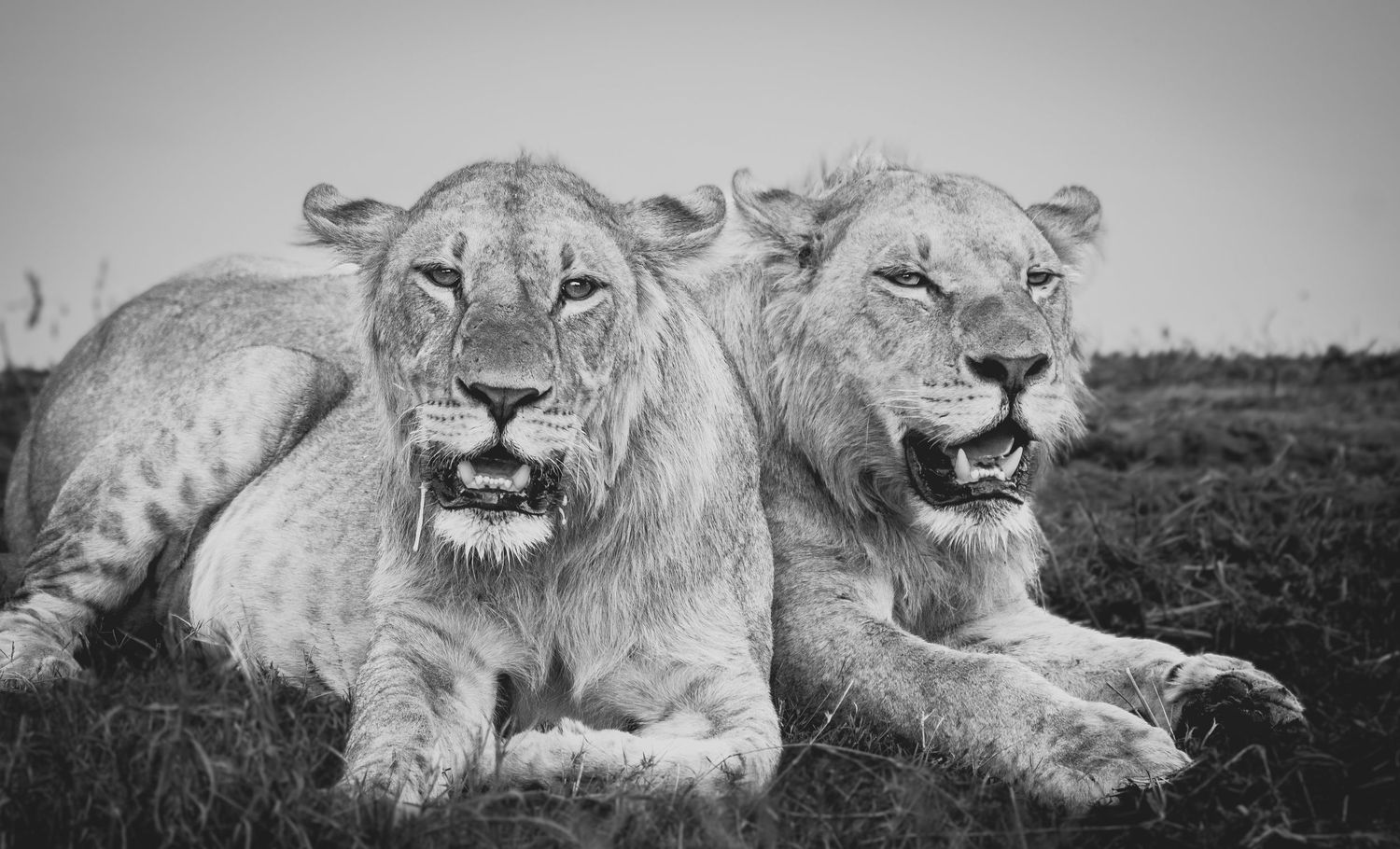 Pride of lions resting together in black and white photography.