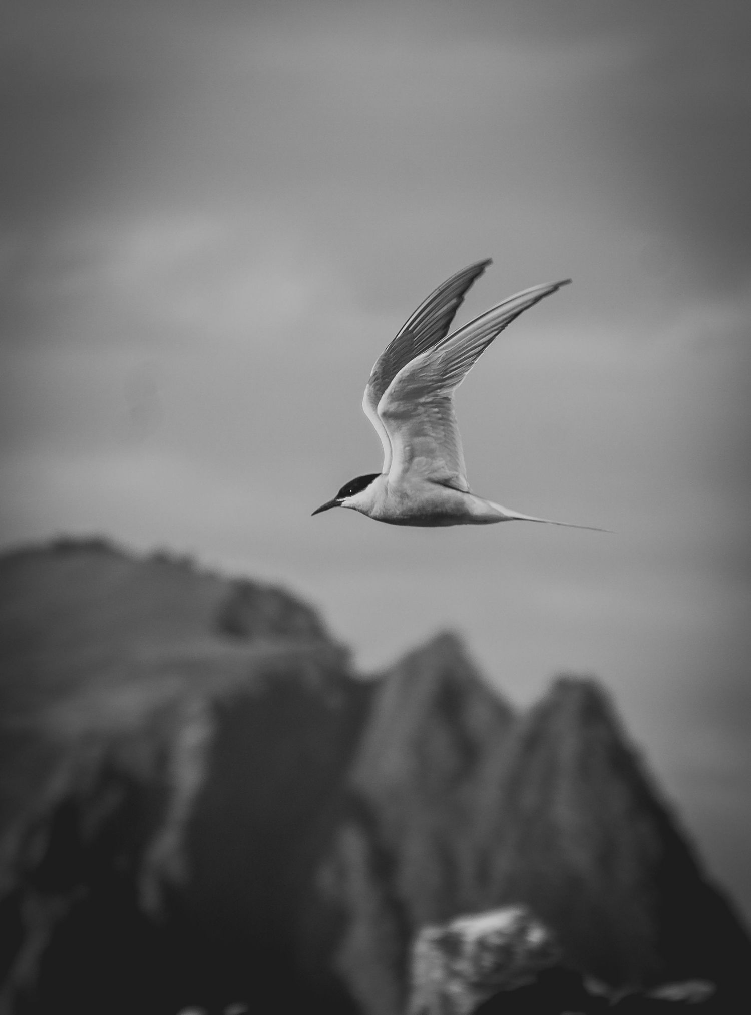 Black and white photo of arctic tern flying against mountainous backdrop.