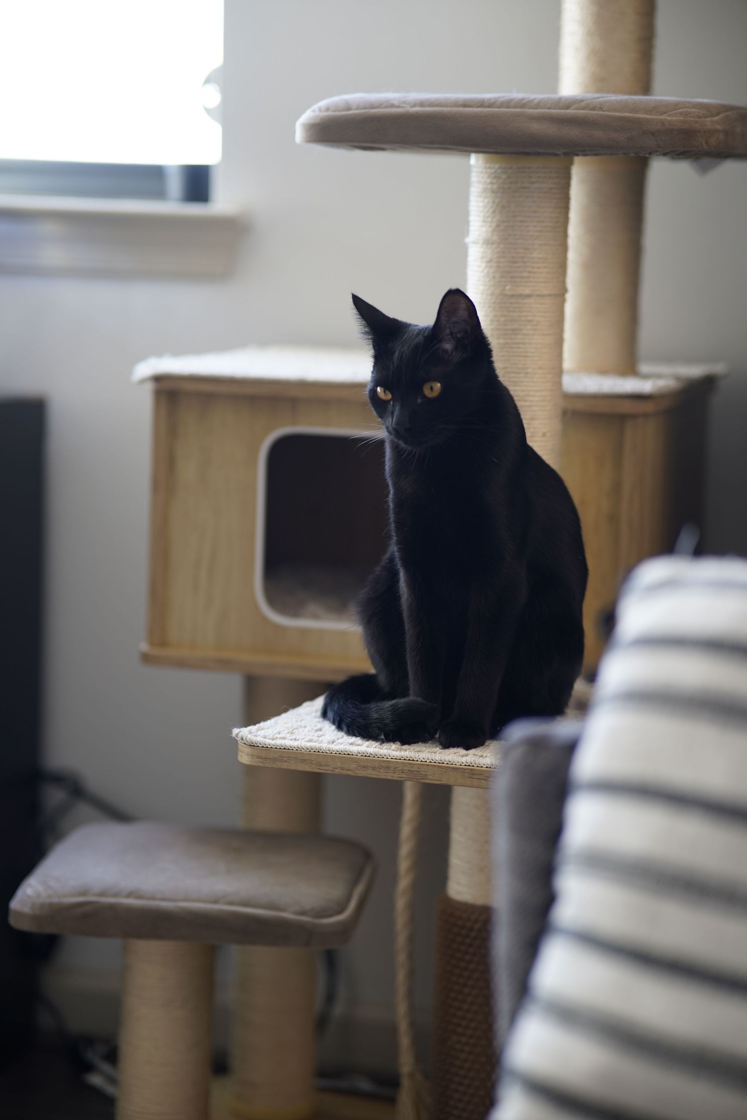 Black cat lounging on different levels of a cat tree tower.