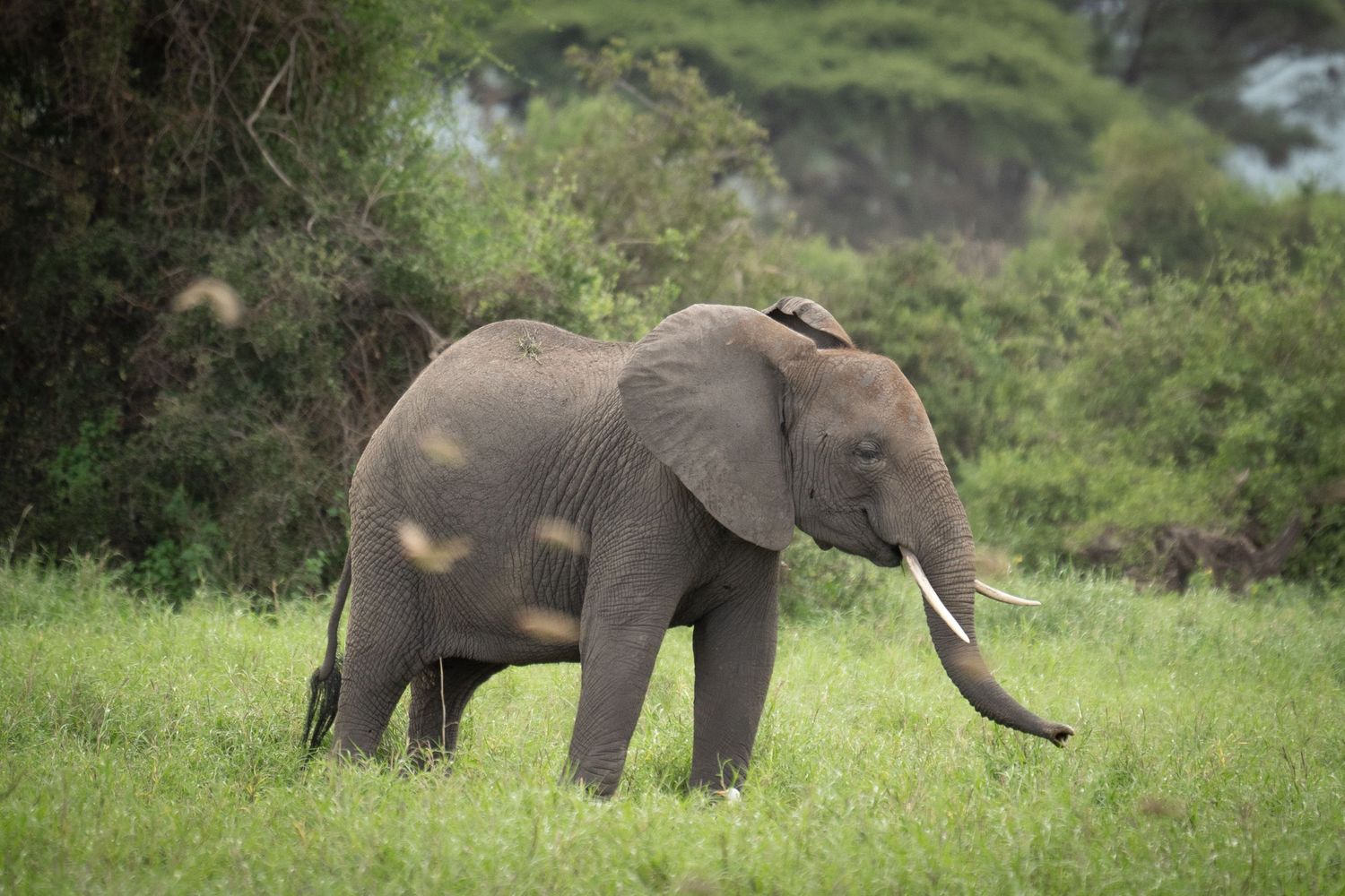 Elephants grazing peacefully in lush green savanna grasslands.