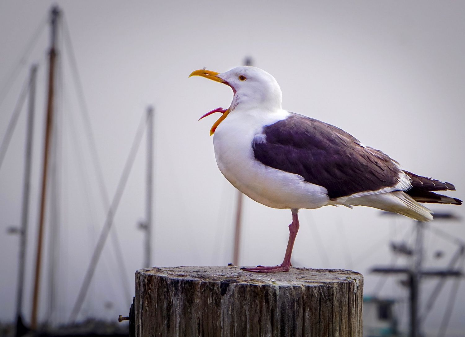 Seagull with open beak standing on wooden post with marina in background.