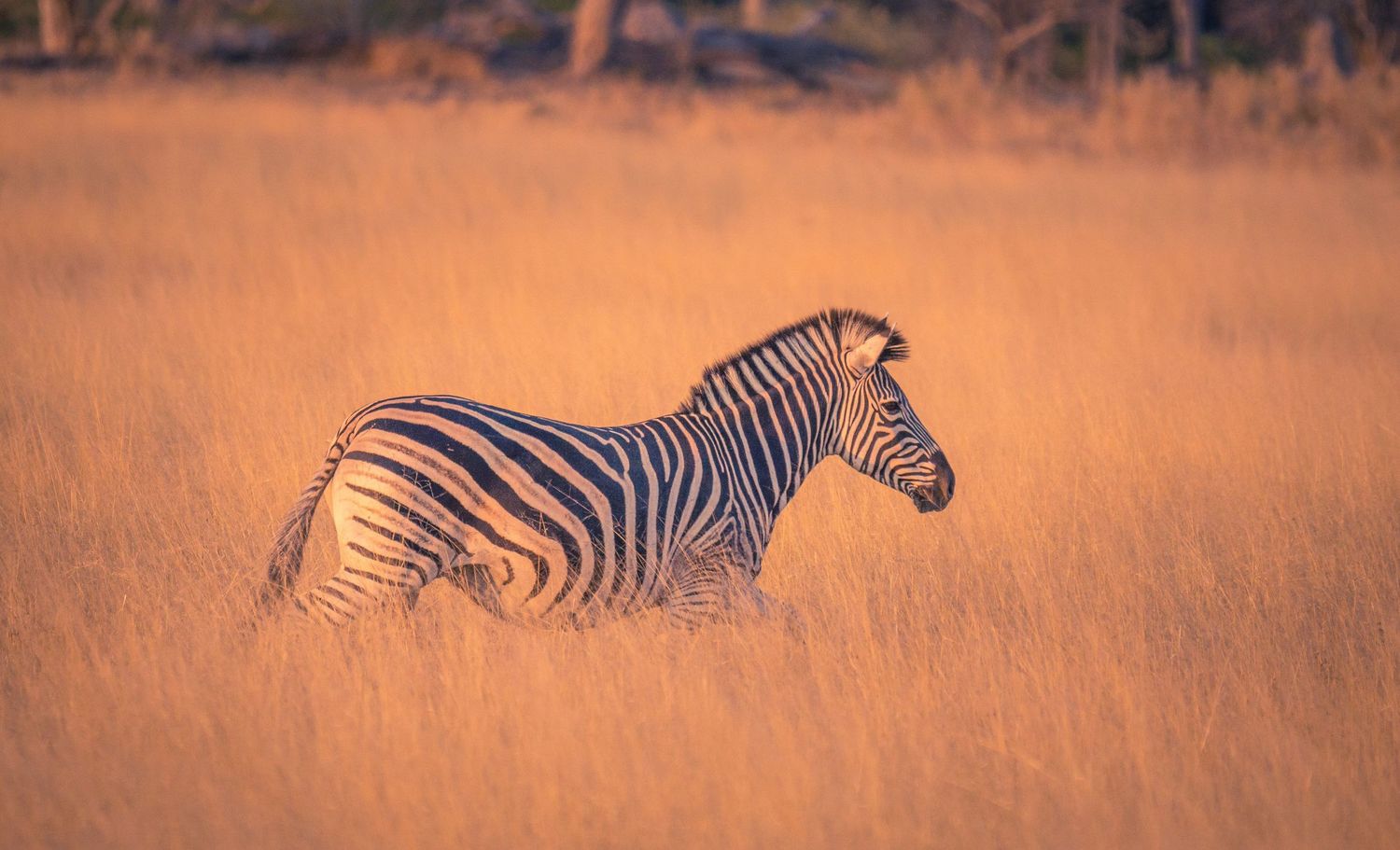 Lone zebra walking through tall golden grass during sunset in Africa.