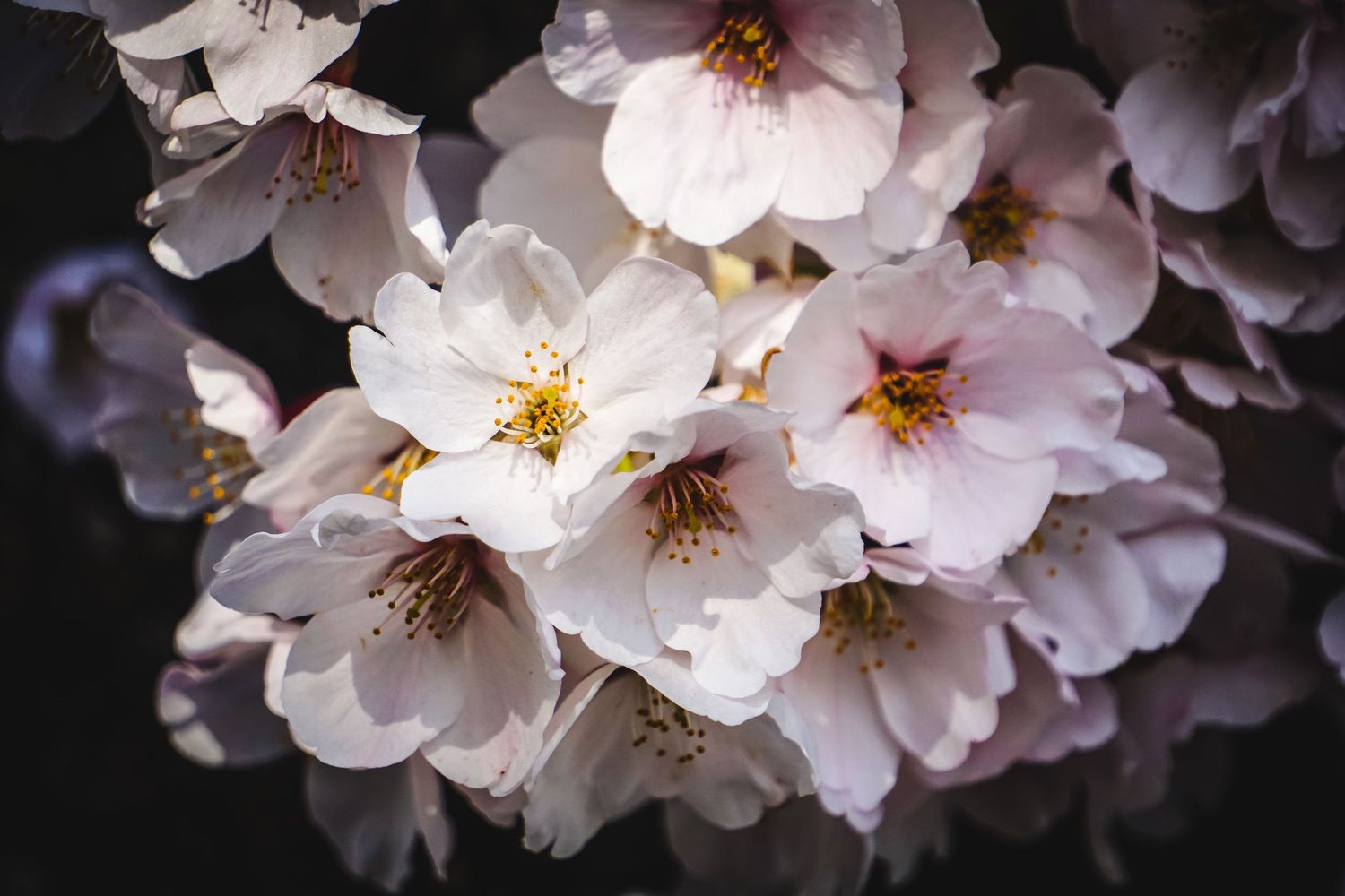 Delicate white cherry blossoms with yellow centers blooming on branches in soft light.