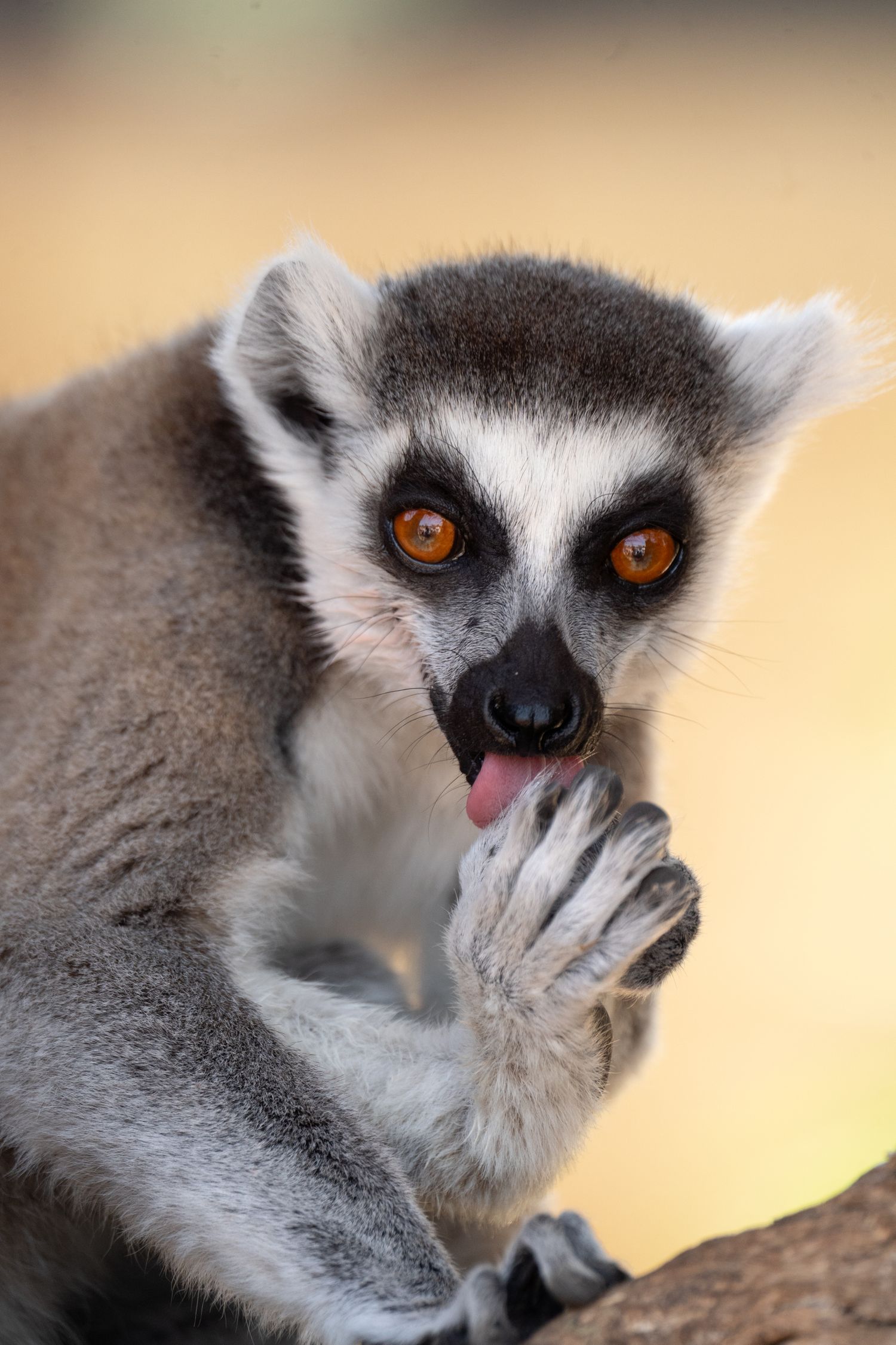 Close-up portrait of lemur with distinctive orange eyes and grey fur.