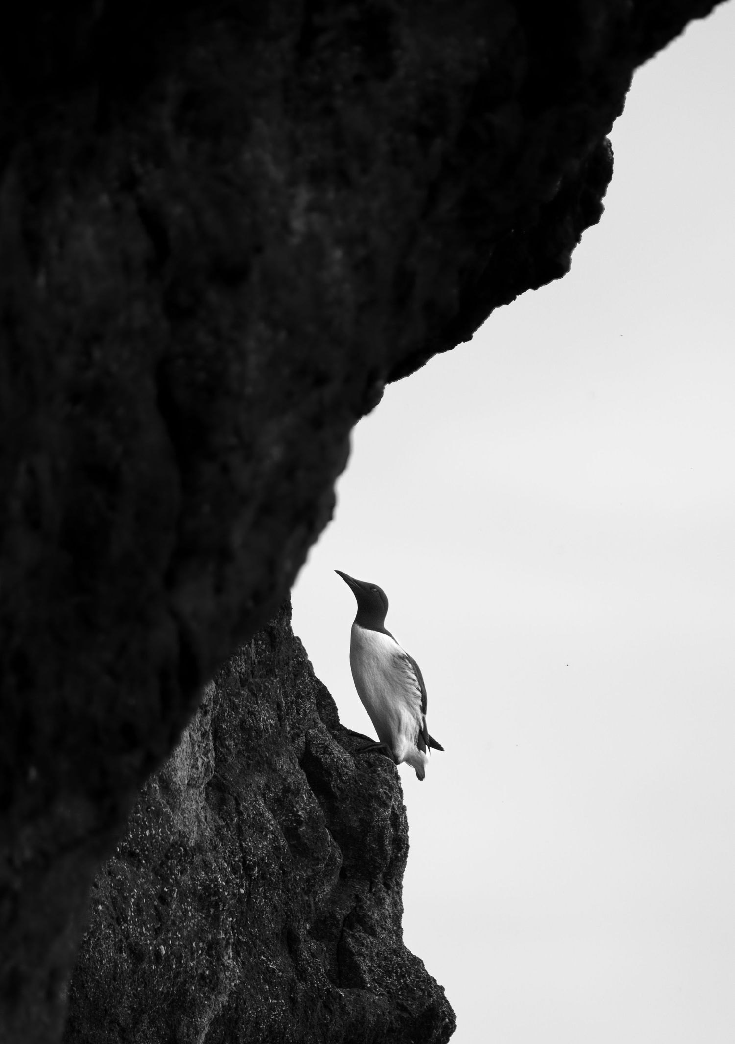 Black and white image of bird perched on a rocky cliff edge.