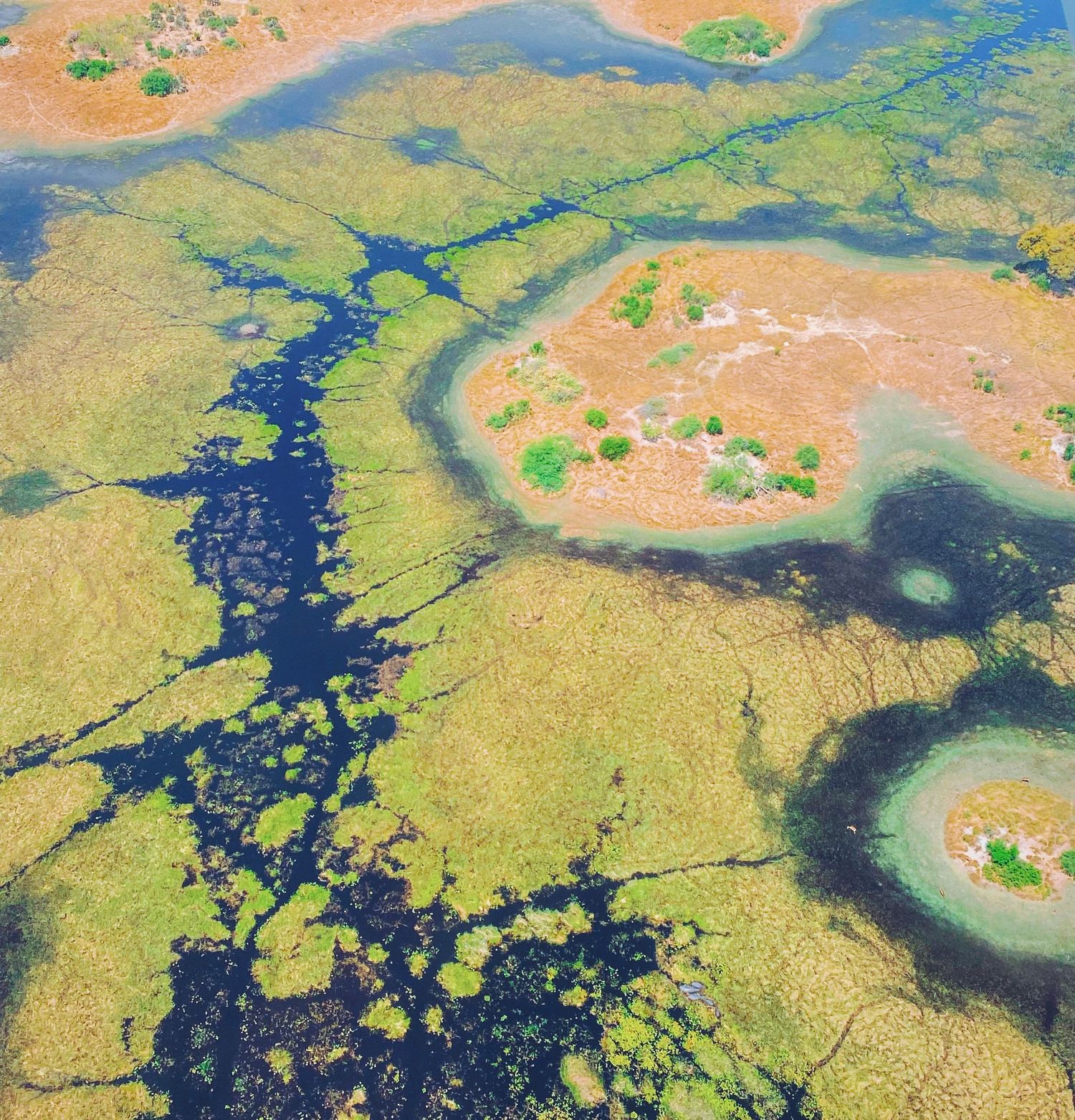 Aerial view of wetlands showing intricate patterns of water channels through green vegetation.