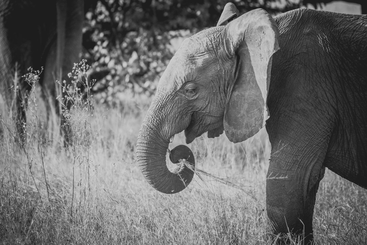 Elephants grazing among trees in monochrome wildlife photography.