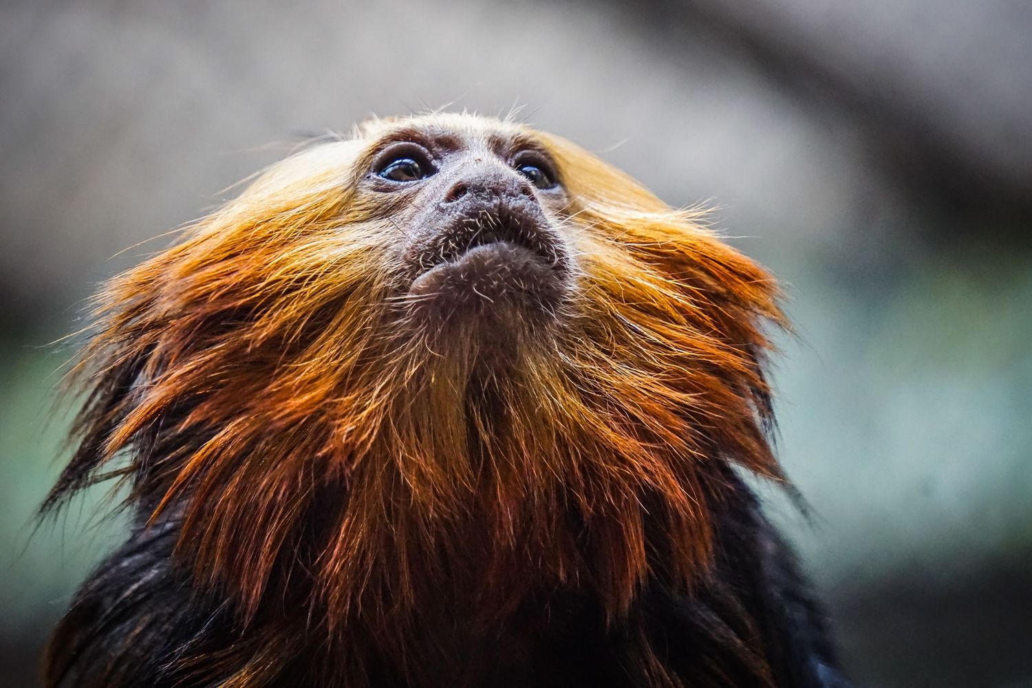 Close-up of golden headed lion tamarin's face showing distinctive orange and black fur pattern.