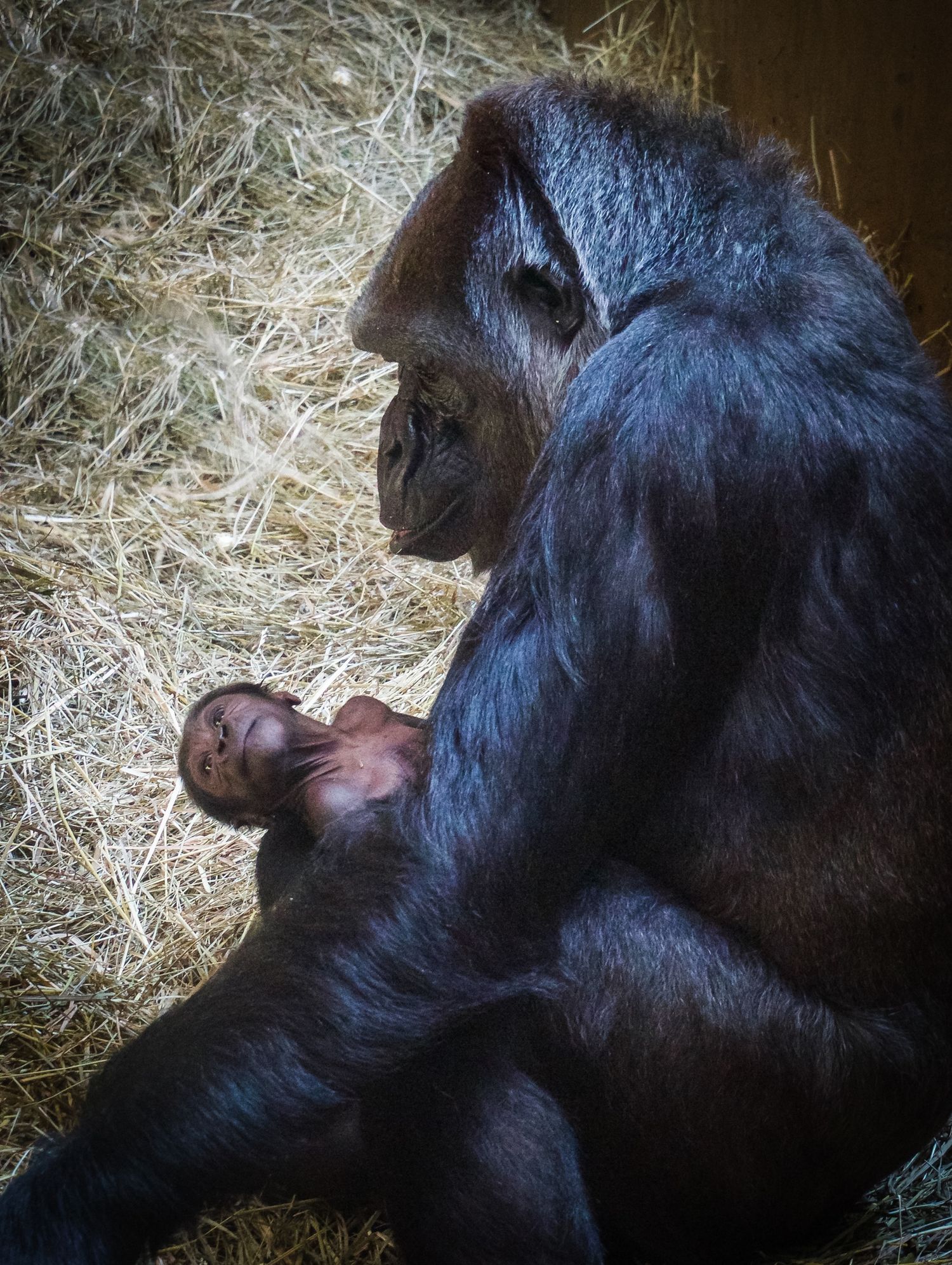 Mother gorilla holding a new baby in their enclosure