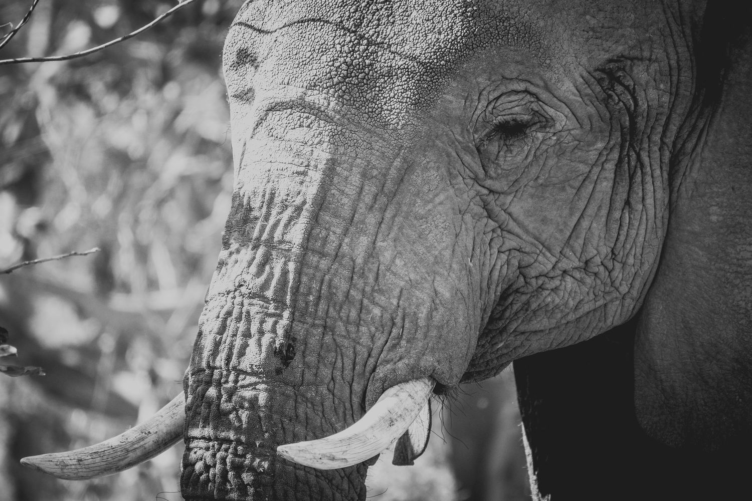 Black and white close-up of an African elephant's face showing textured skin and tusk.