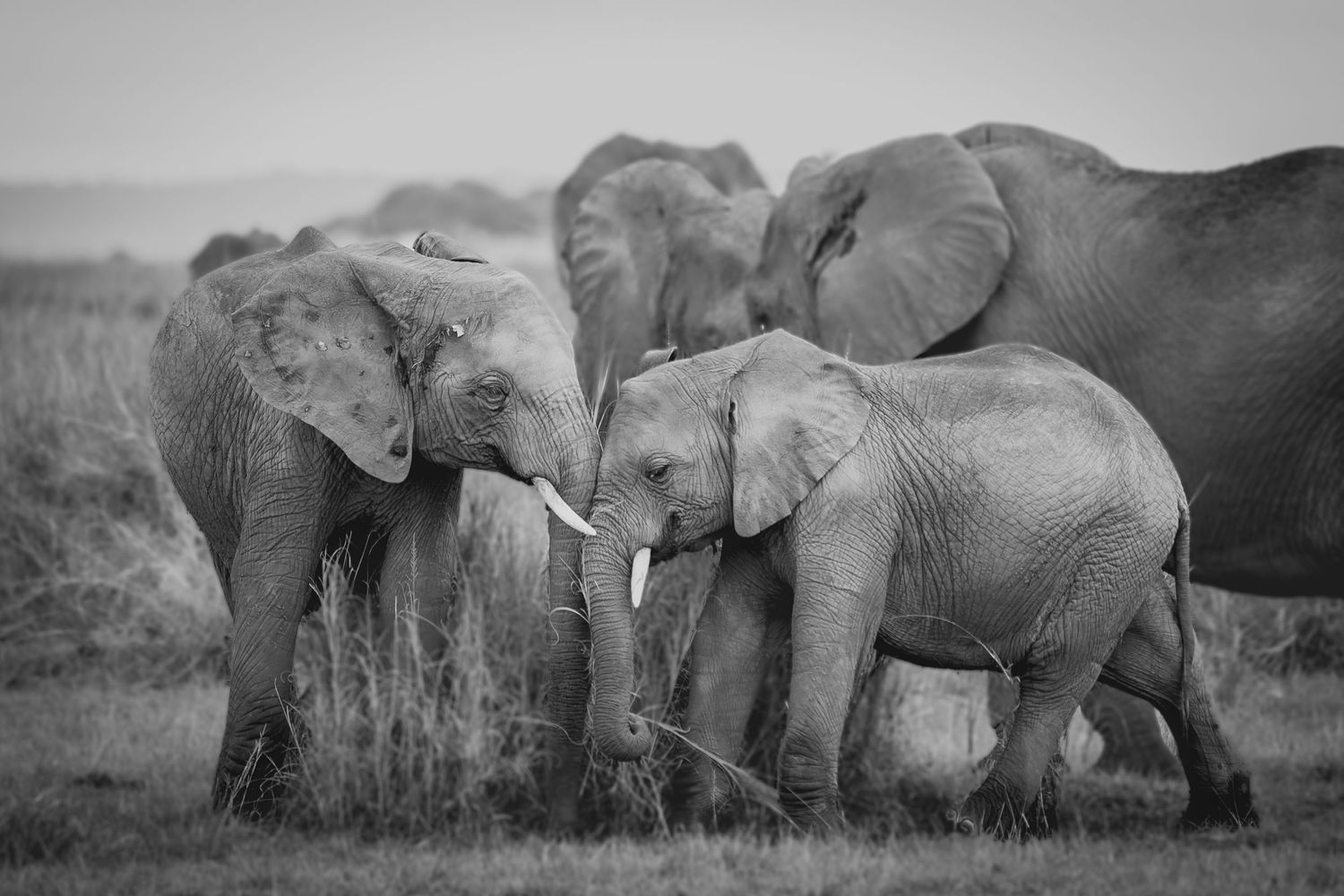 View of elephant herd walking across African plains in black and white.