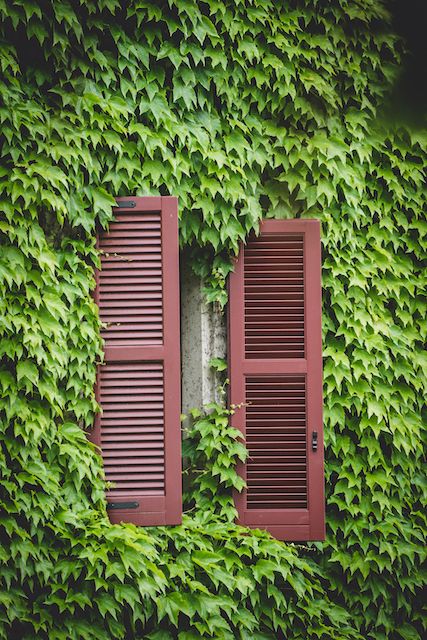 Red window shutters contrast against a wall covered in lush green ivy leaves.