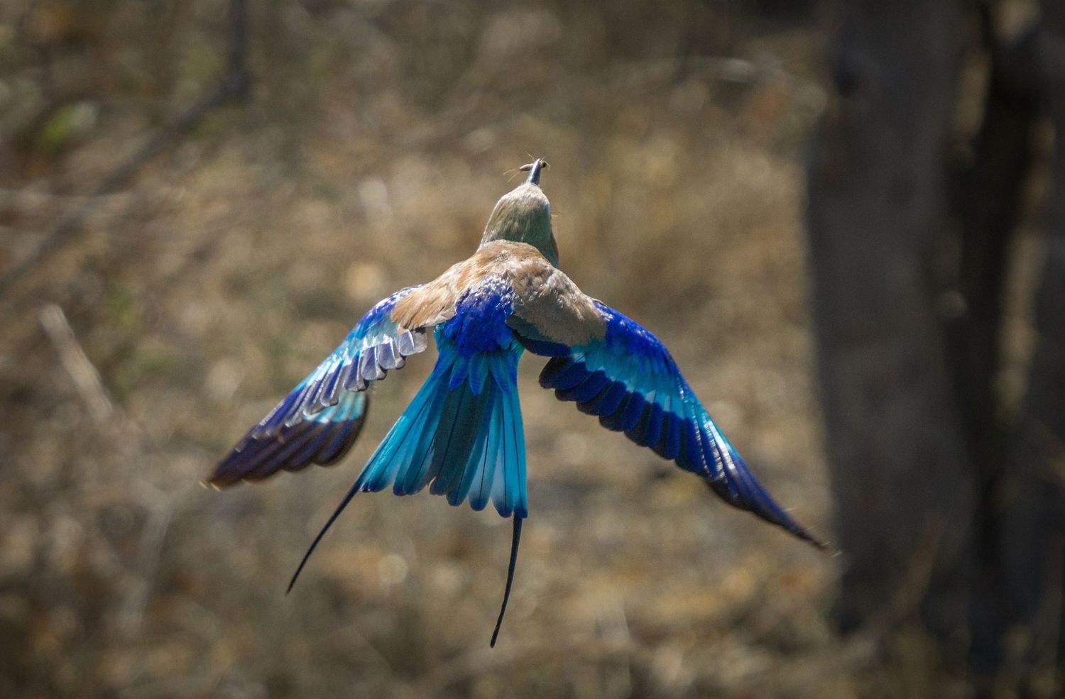 A vibrant blue roller bird spreads its wings in flight against a blurred natural background.