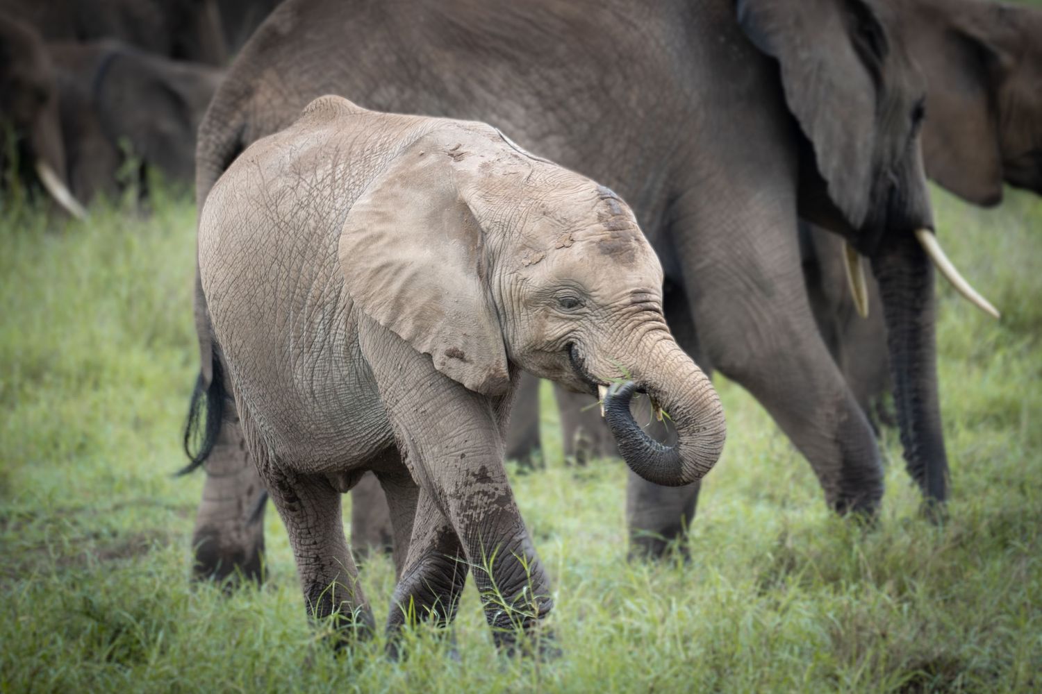 Baby elephant playing and socializing among adult elephants in grassy field.
