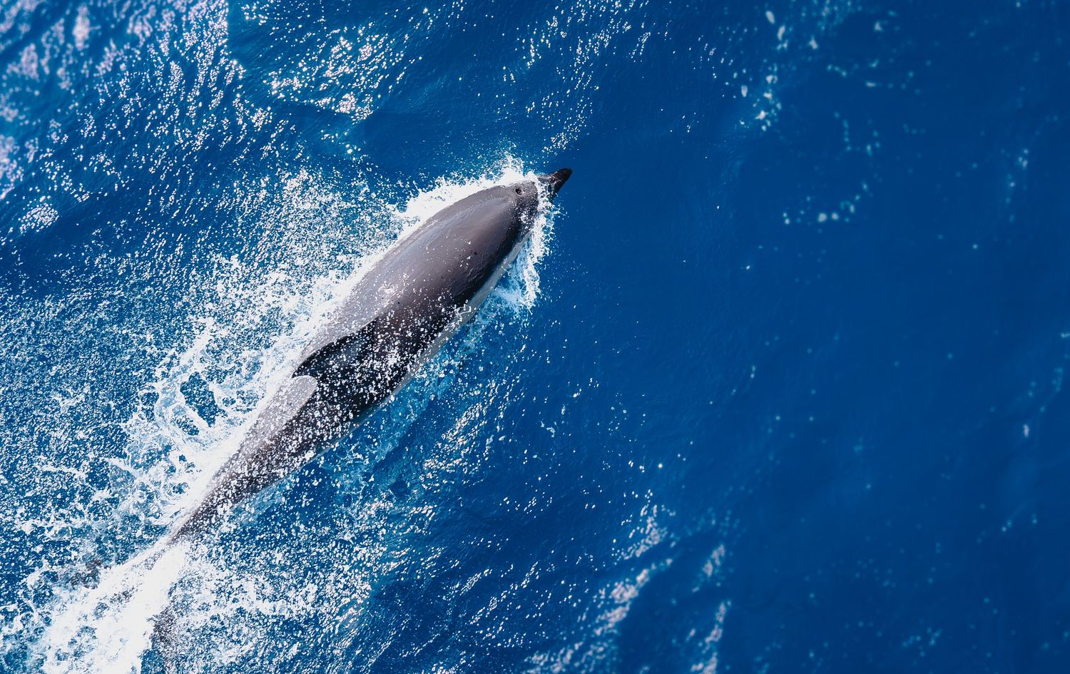 Dolphin swimming through deep blue ocean waters creating white spray.