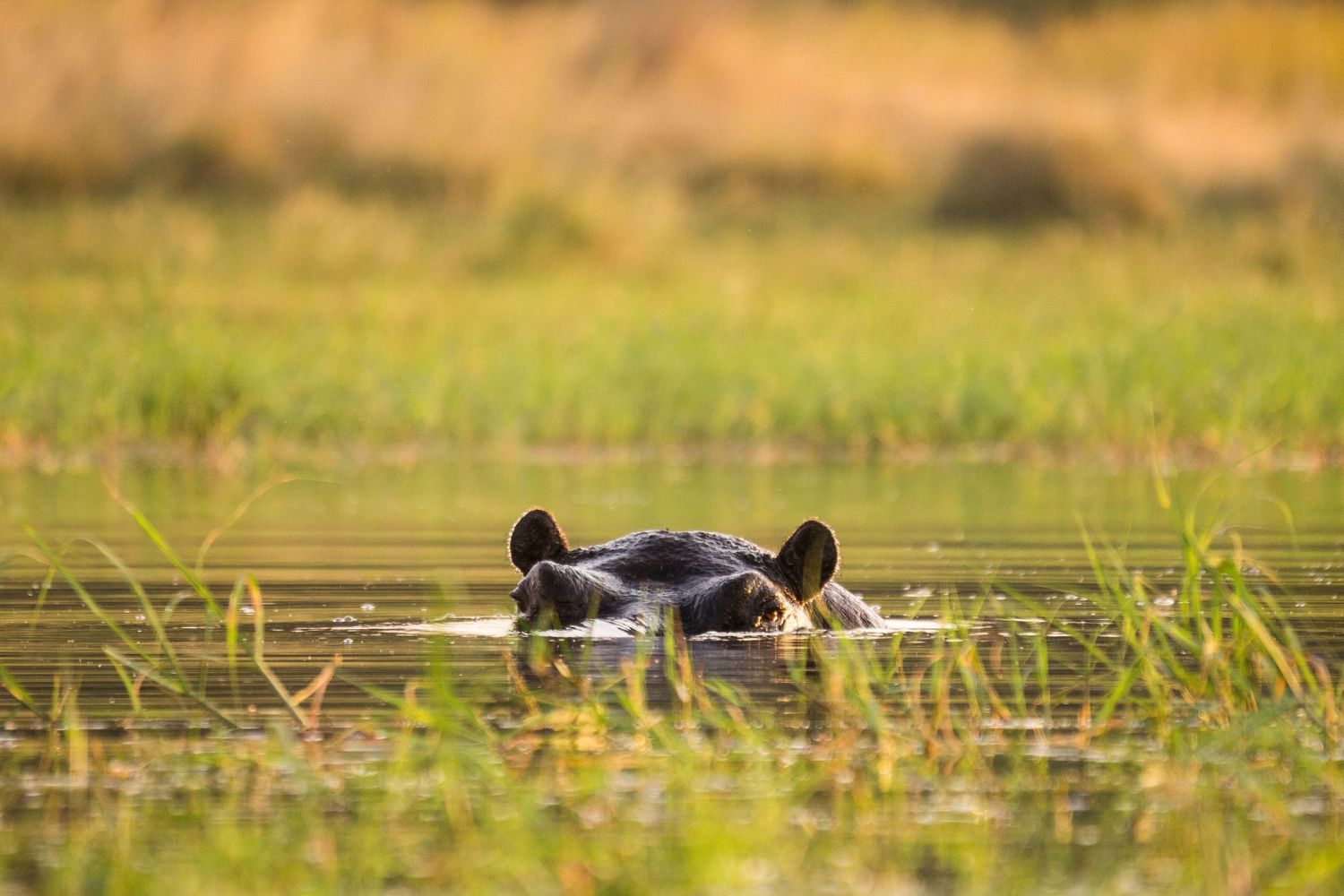 Hippo swimming through African grasses in calm waters during golden hour.