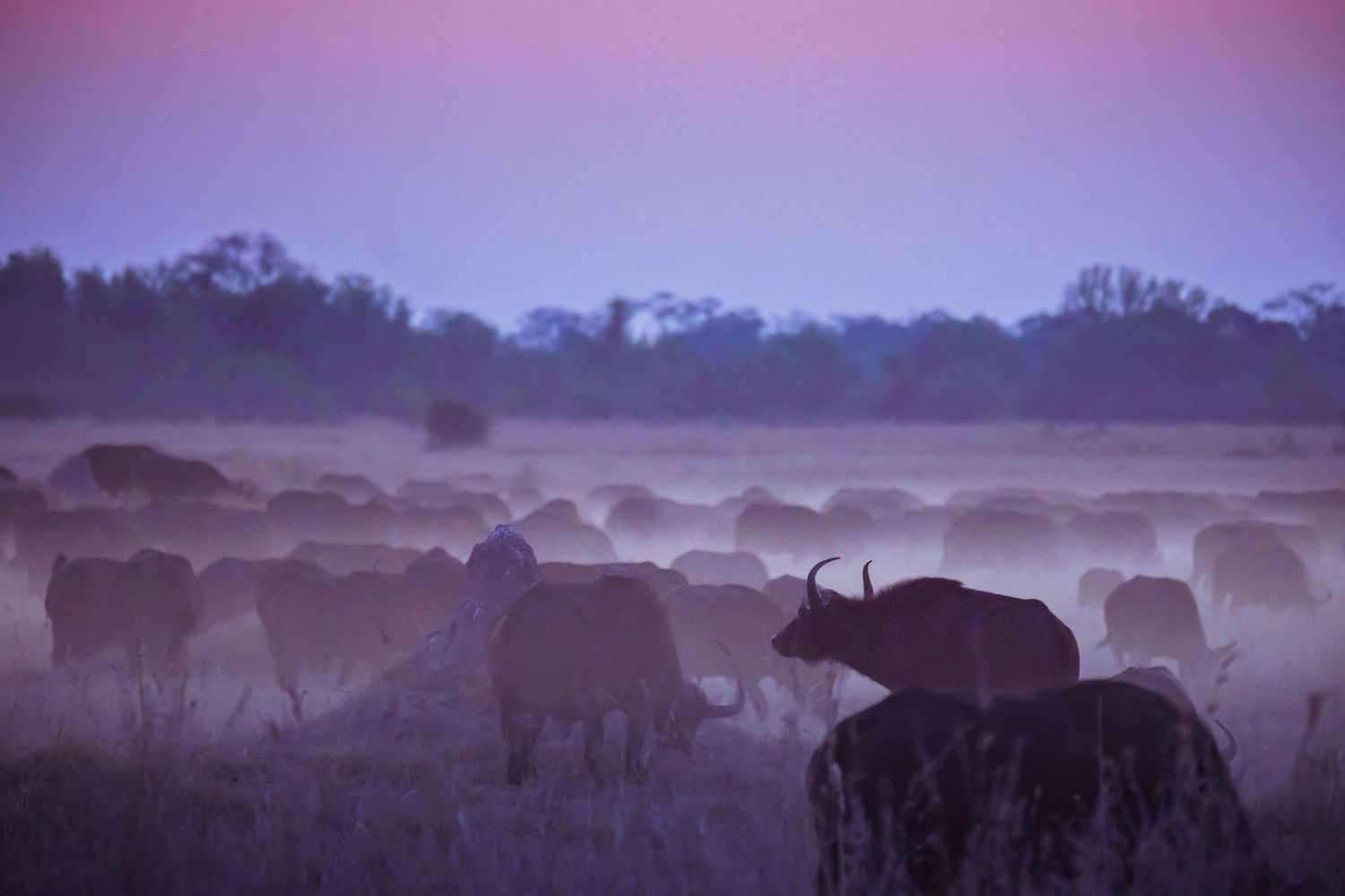 Misty purple landscape at dawn with silhouettes of African buffalo on the savanna.