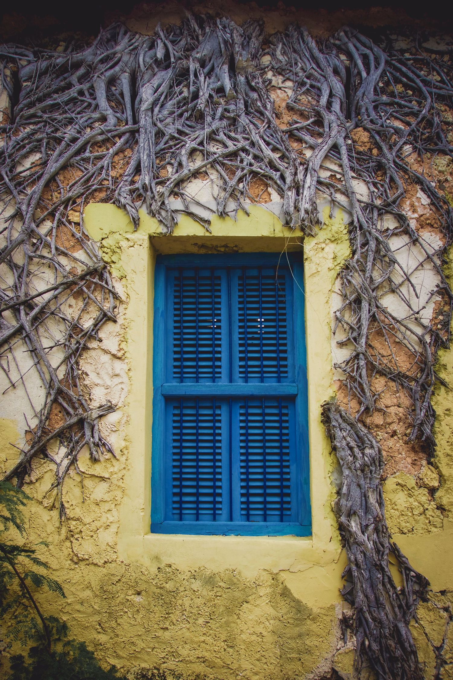Blue shuttered window on yellow wall covered with dried climbing vines.
