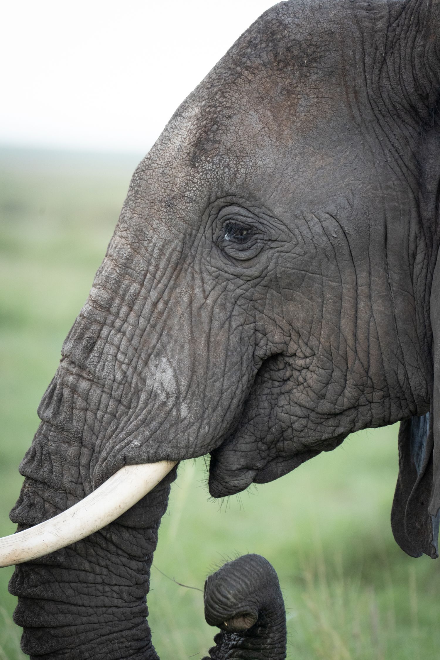 elephant profile showing detailed wrinkled skin texture and ivory tusks.