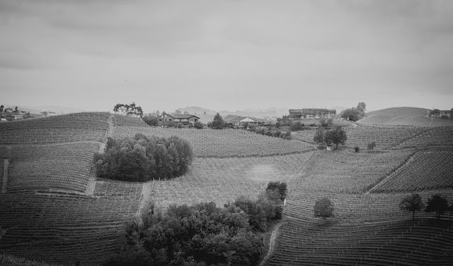 Rolling hillside wine landscape captured in misty black and white tones.