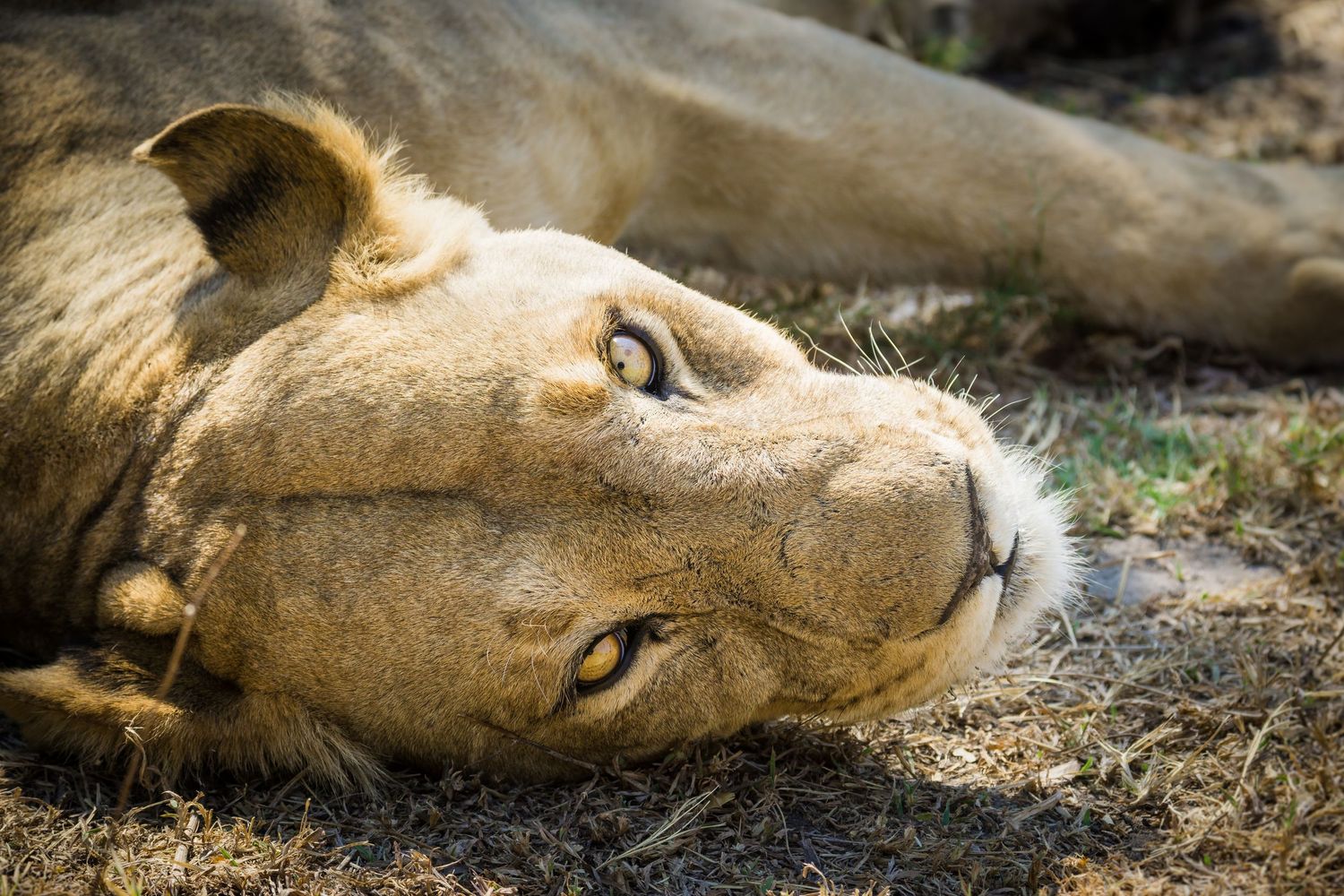 Resting lion lying on the ground with piercing amber eyes in natural habitat.