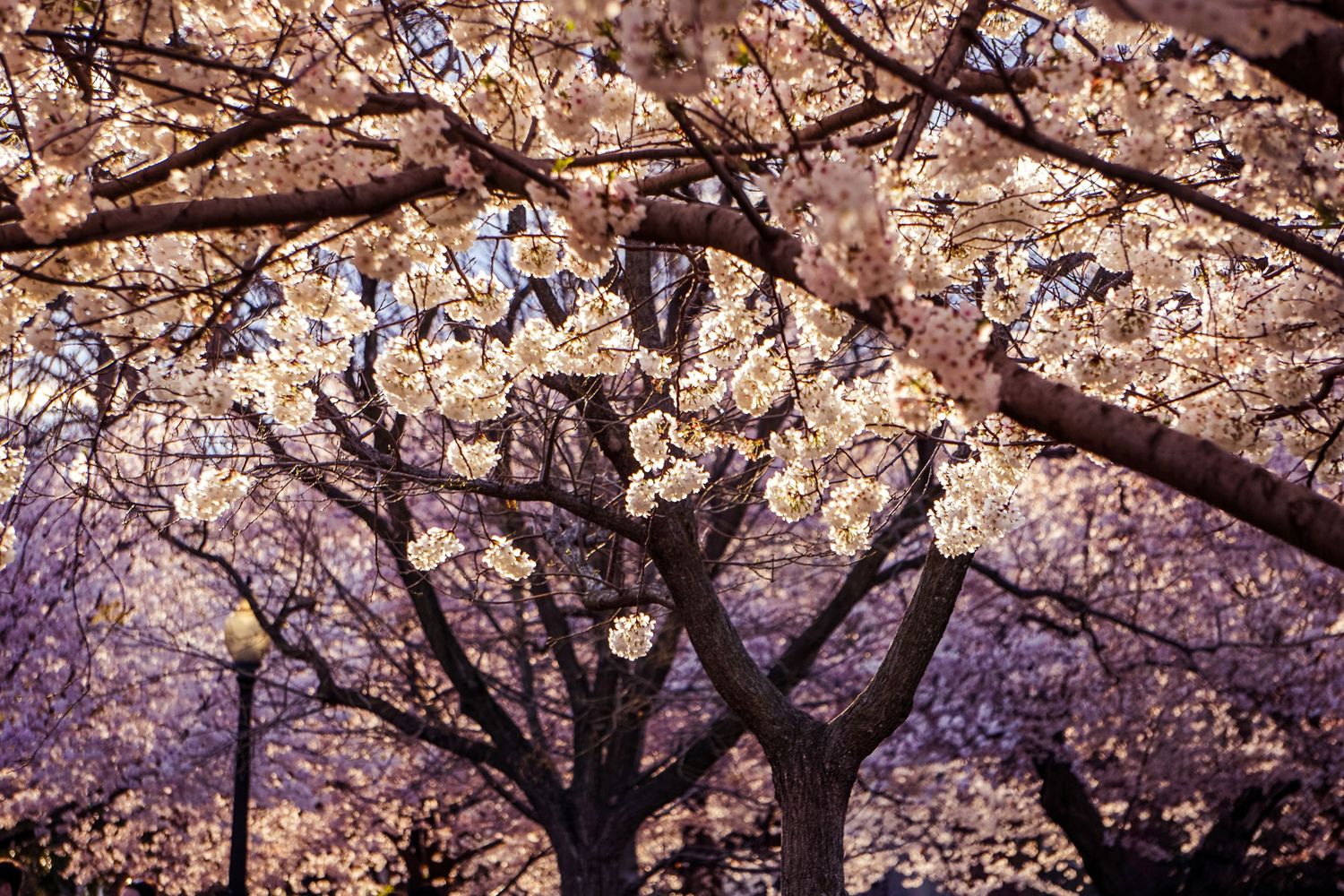 Pink cherry blossoms in full bloom creating a delicate canopy at sunset.