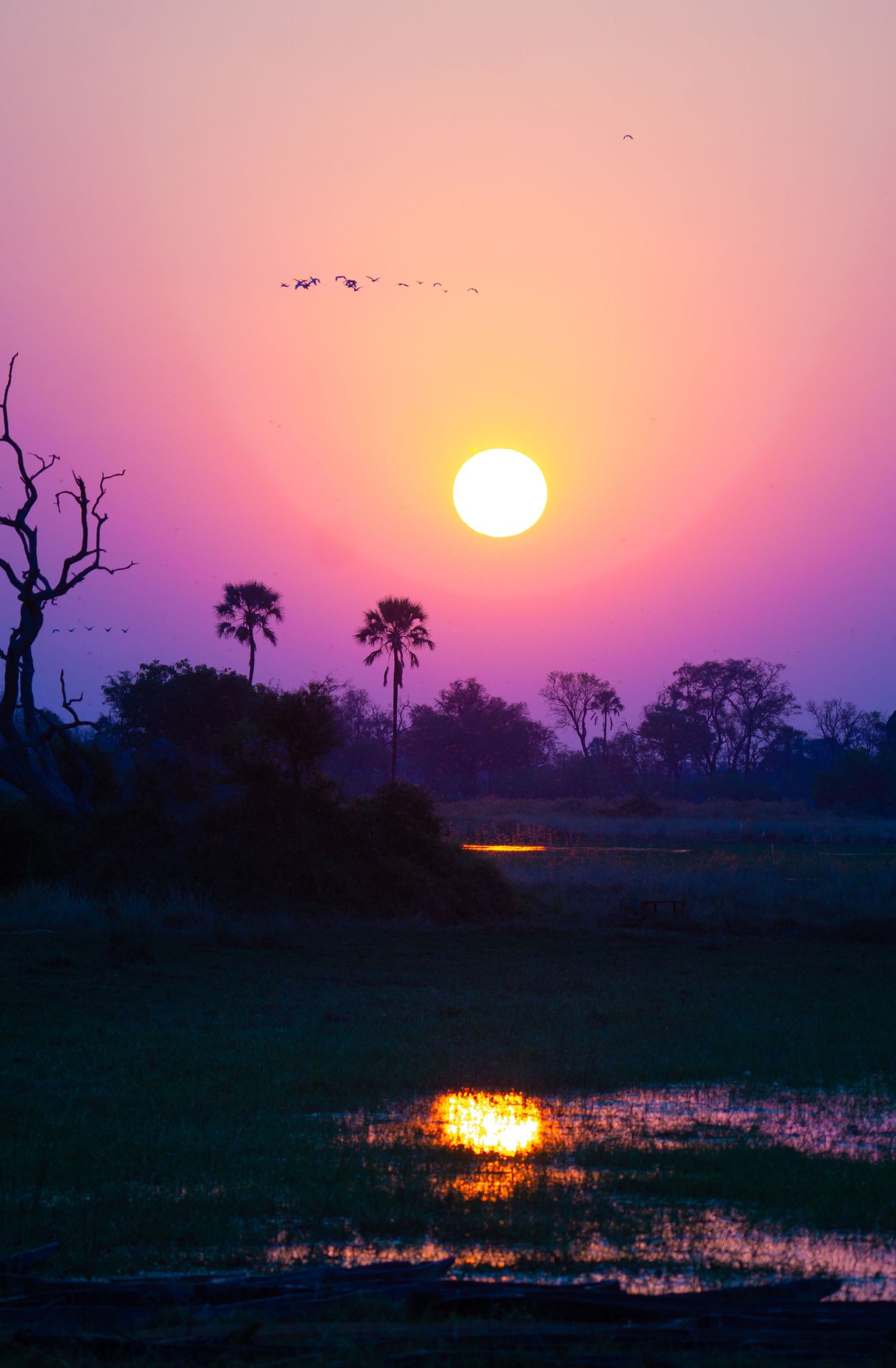 African sunset over wetlands with silhouetted palm trees and orange sun reflecting on water.