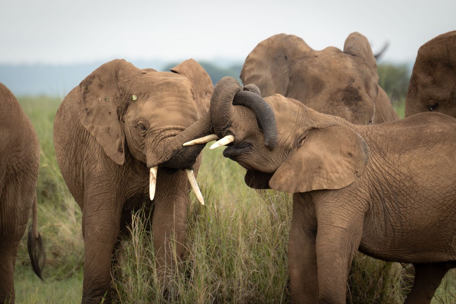 Herd of African elephants playing together through savanna grassland.