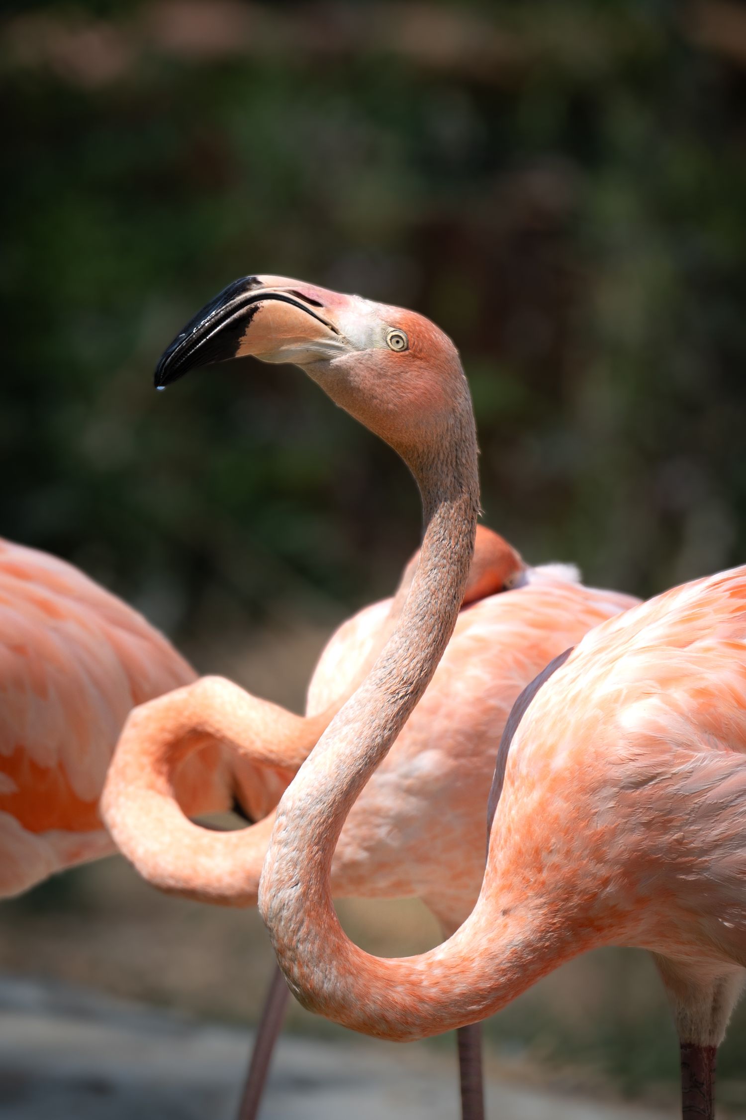 Close-up sequence of pink flamingo necks curving gracefully against a dark background showing their distinctive S-shape form.