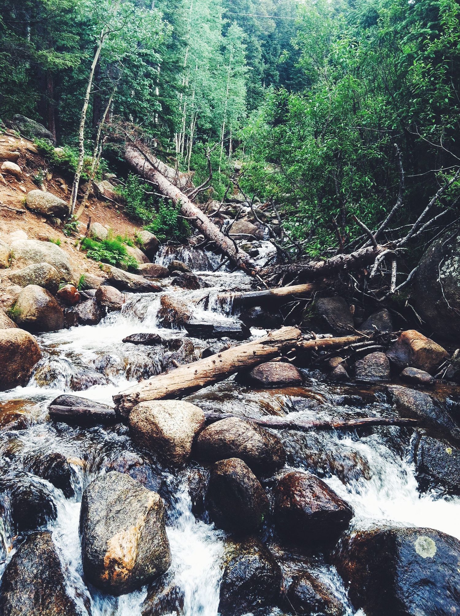 Forest stream cascades over rocks and fallen logs in lush green woodland setting.