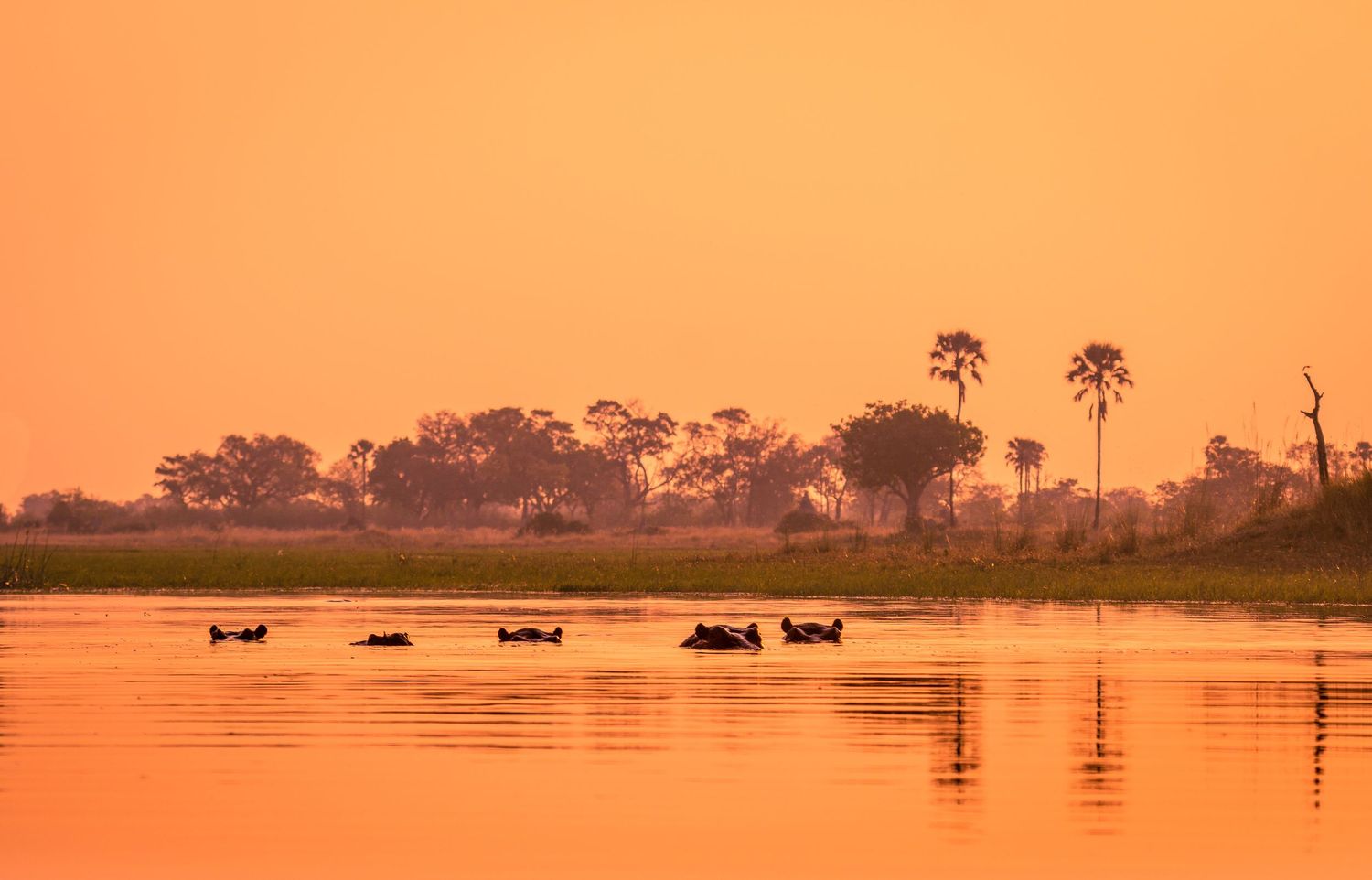 Hippos peek over Okavango delta waters with silhouetted trees and orange sky.