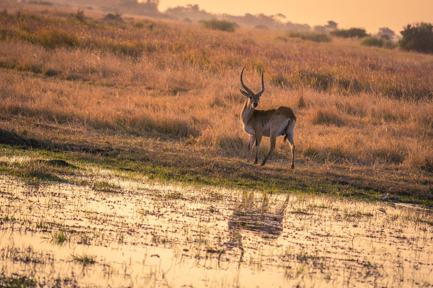Antelope grazing near a waterhole during sunset in the African savanna.